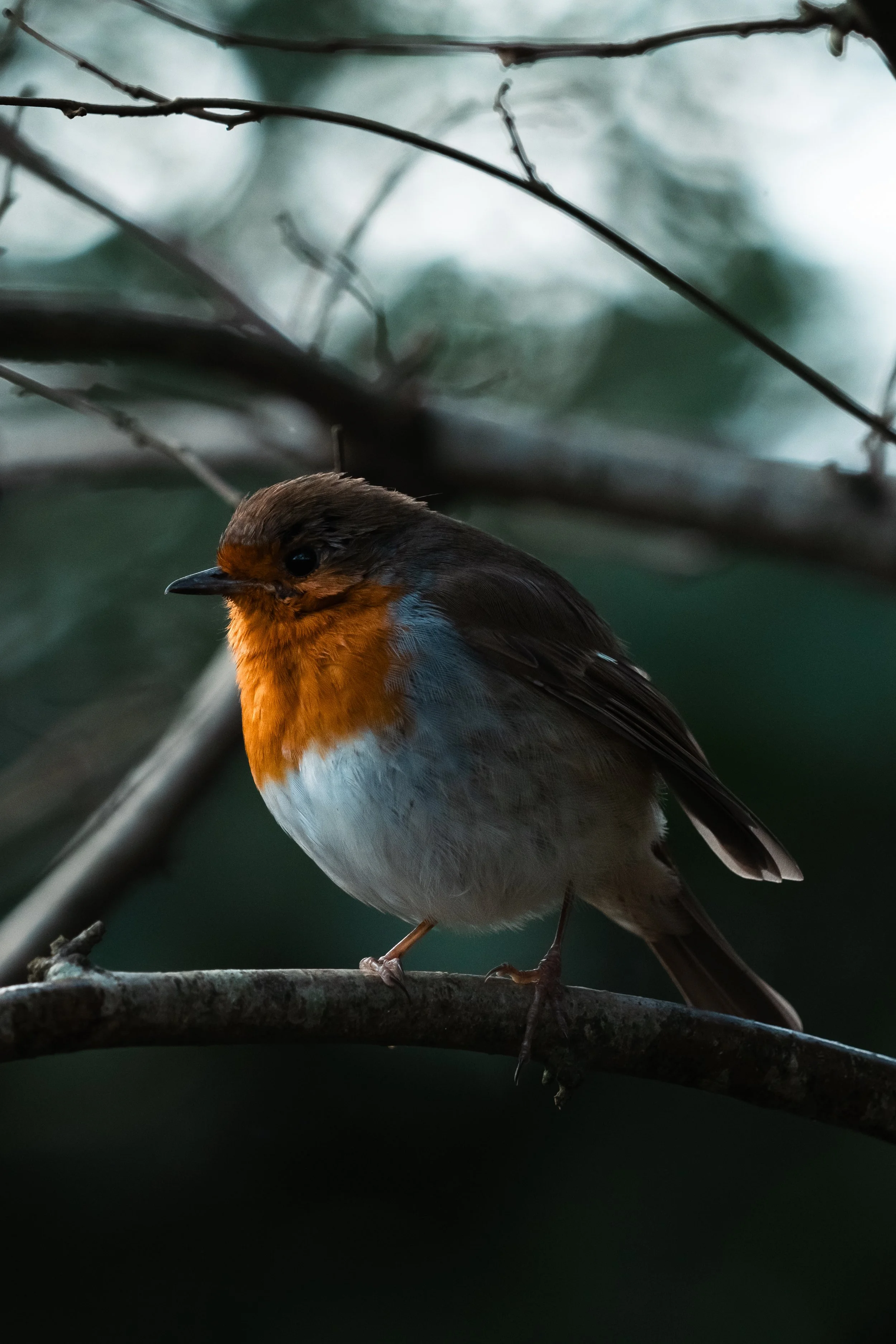 First Sigma Shots-14.jpg