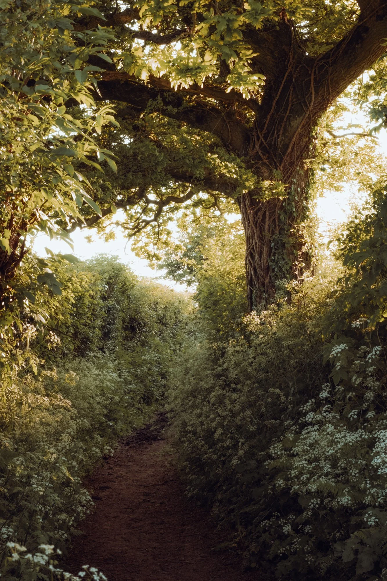 May Sunset near Odcombe 24-14.jpg