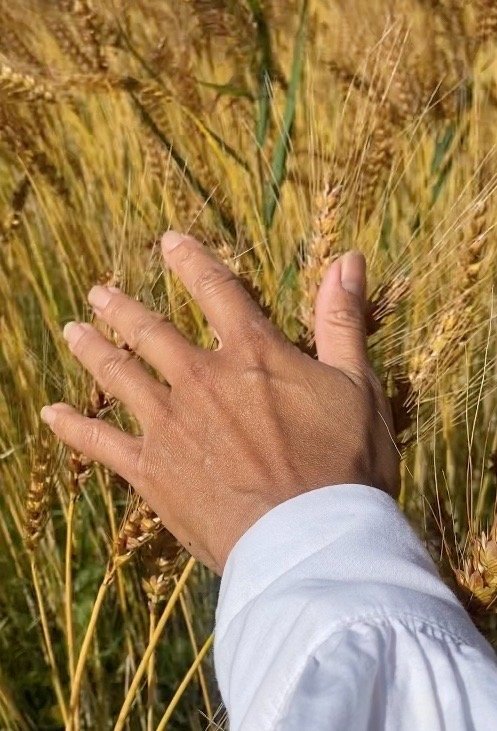 Hånd som berører modne gullgule hveteaks i en åker.