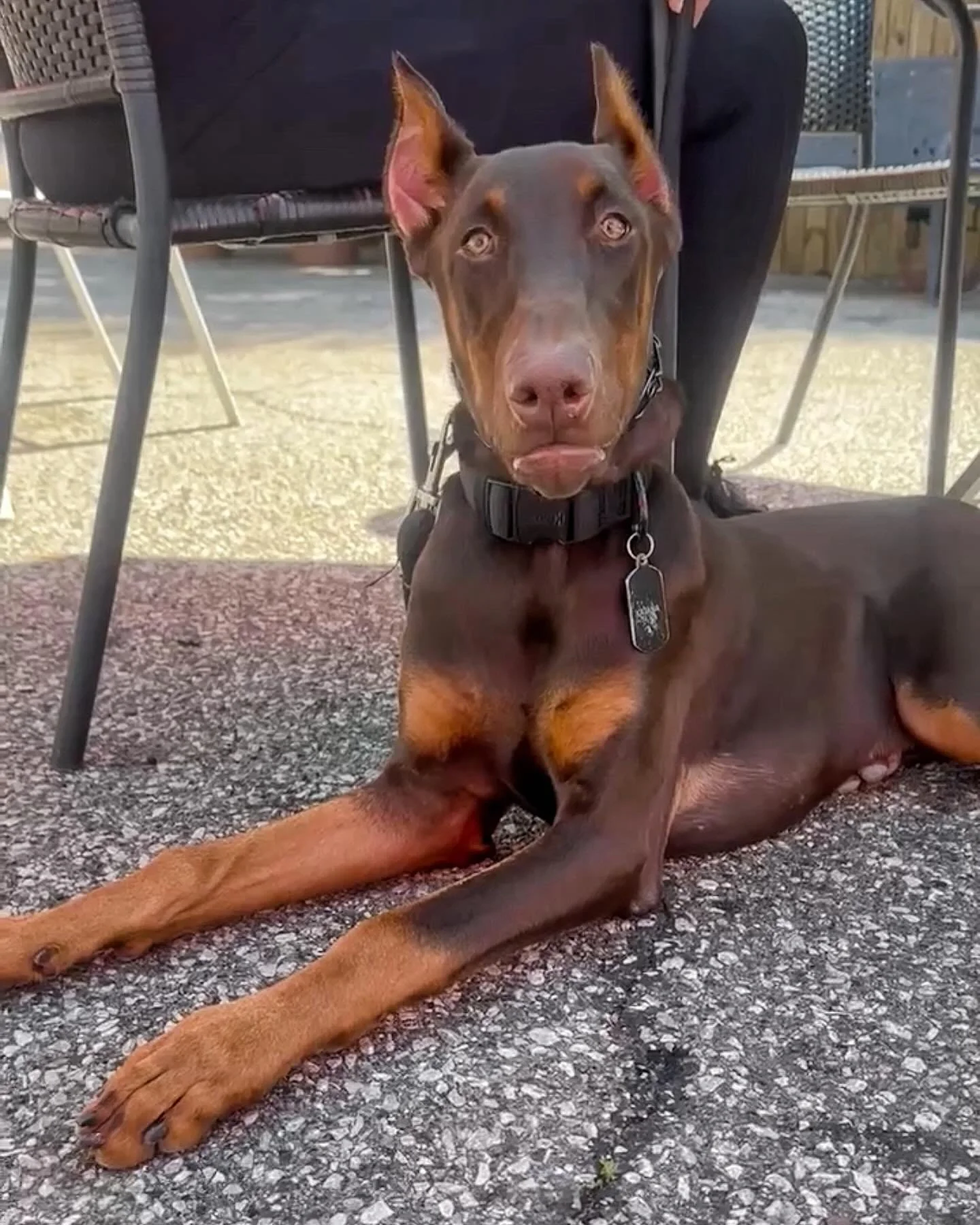 Dog19.jpg