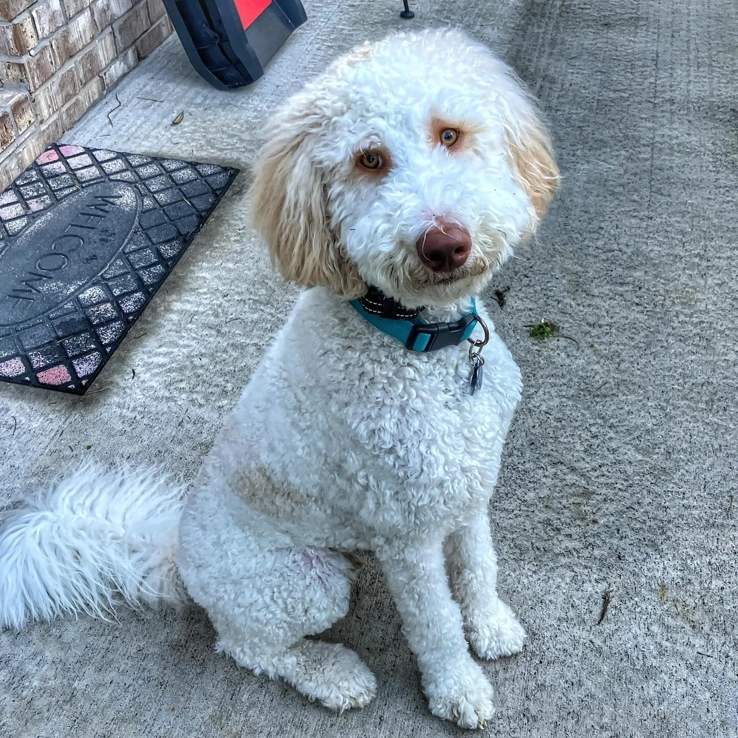 Dog3.jpg