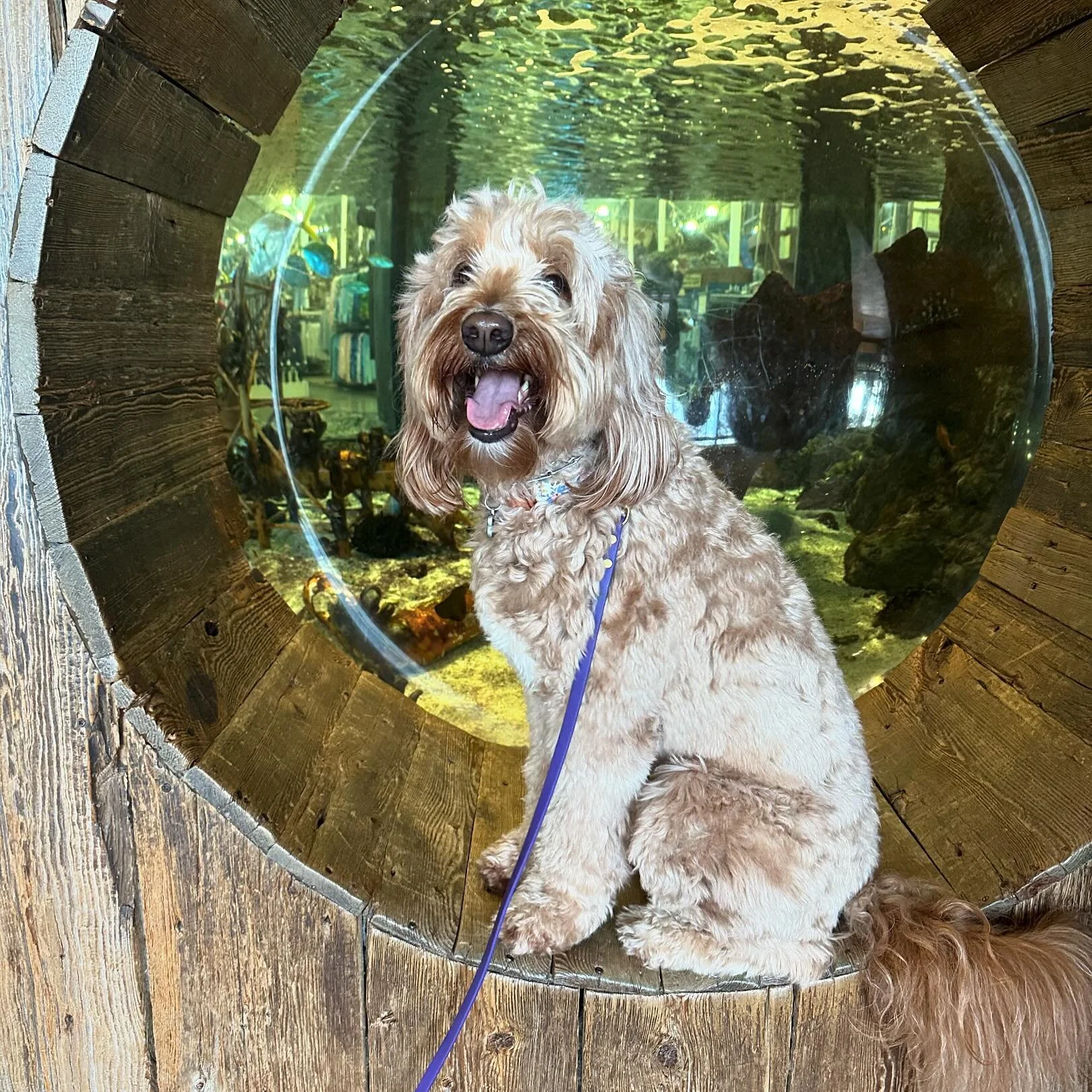 Dog31.jpg