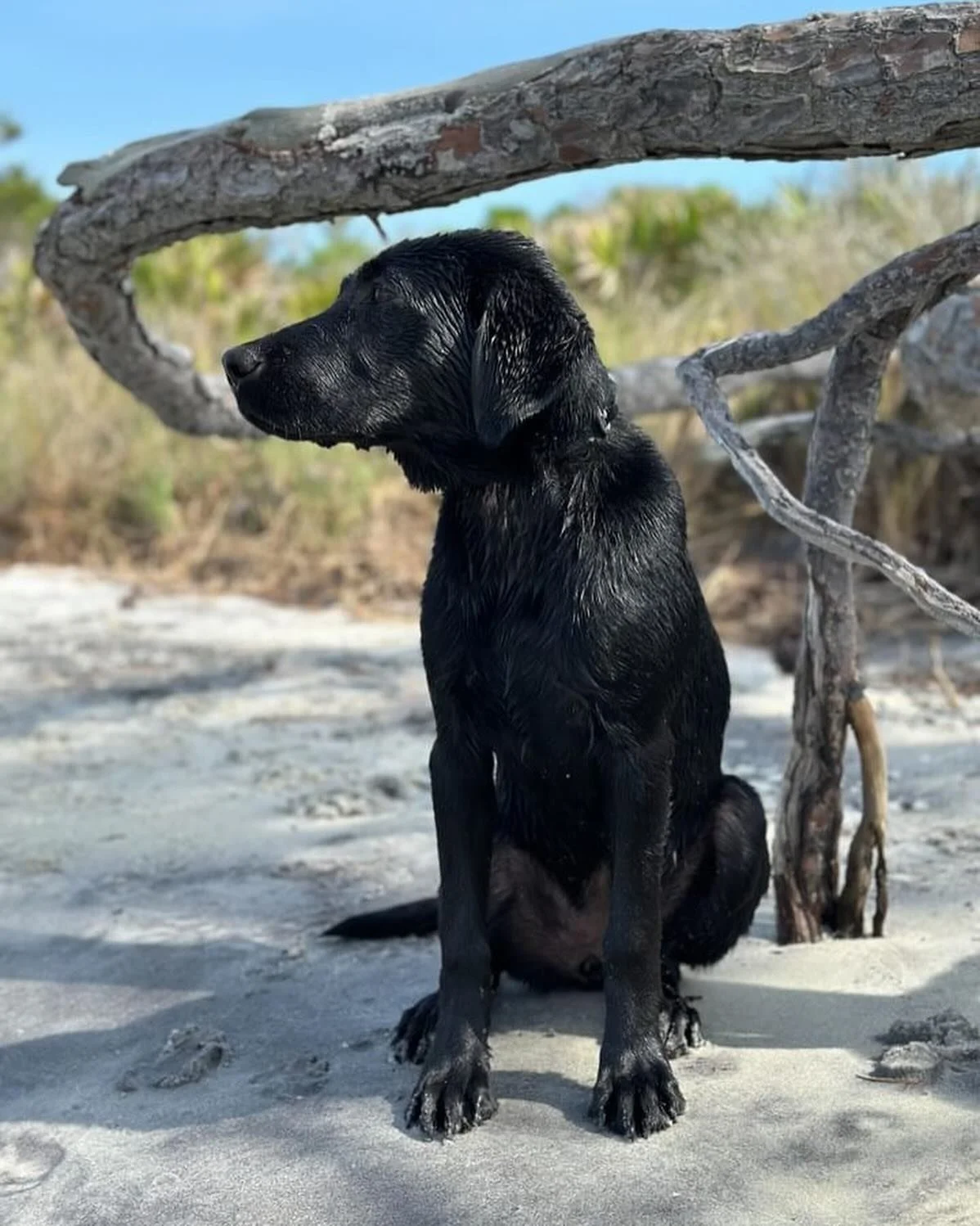 Dog16.jpg