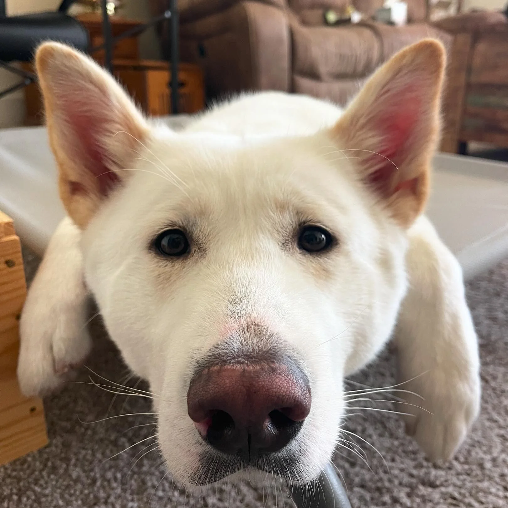Dog27.jpg