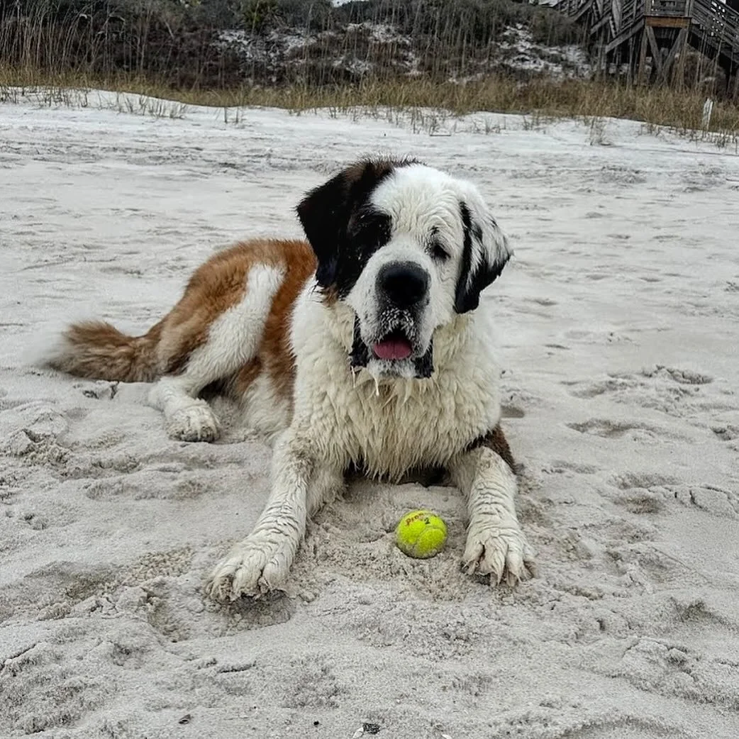 Dog22.jpg