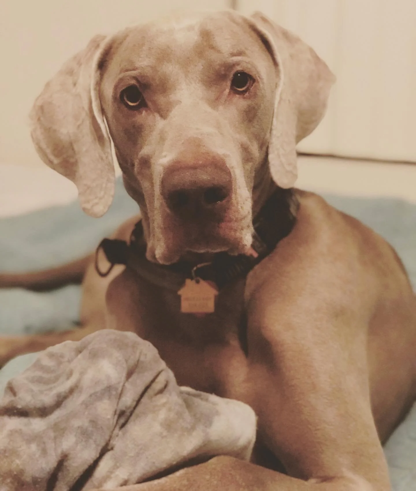Dog2.jpg