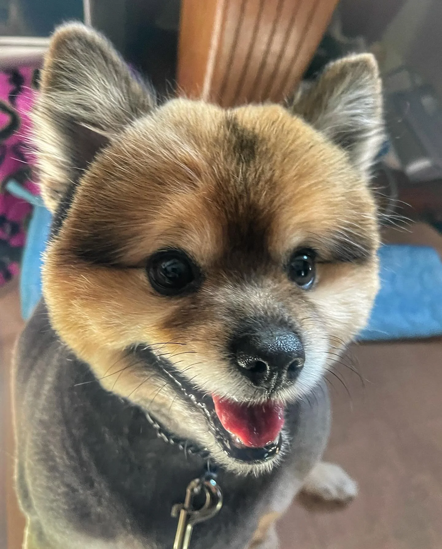 Dog12.jpg