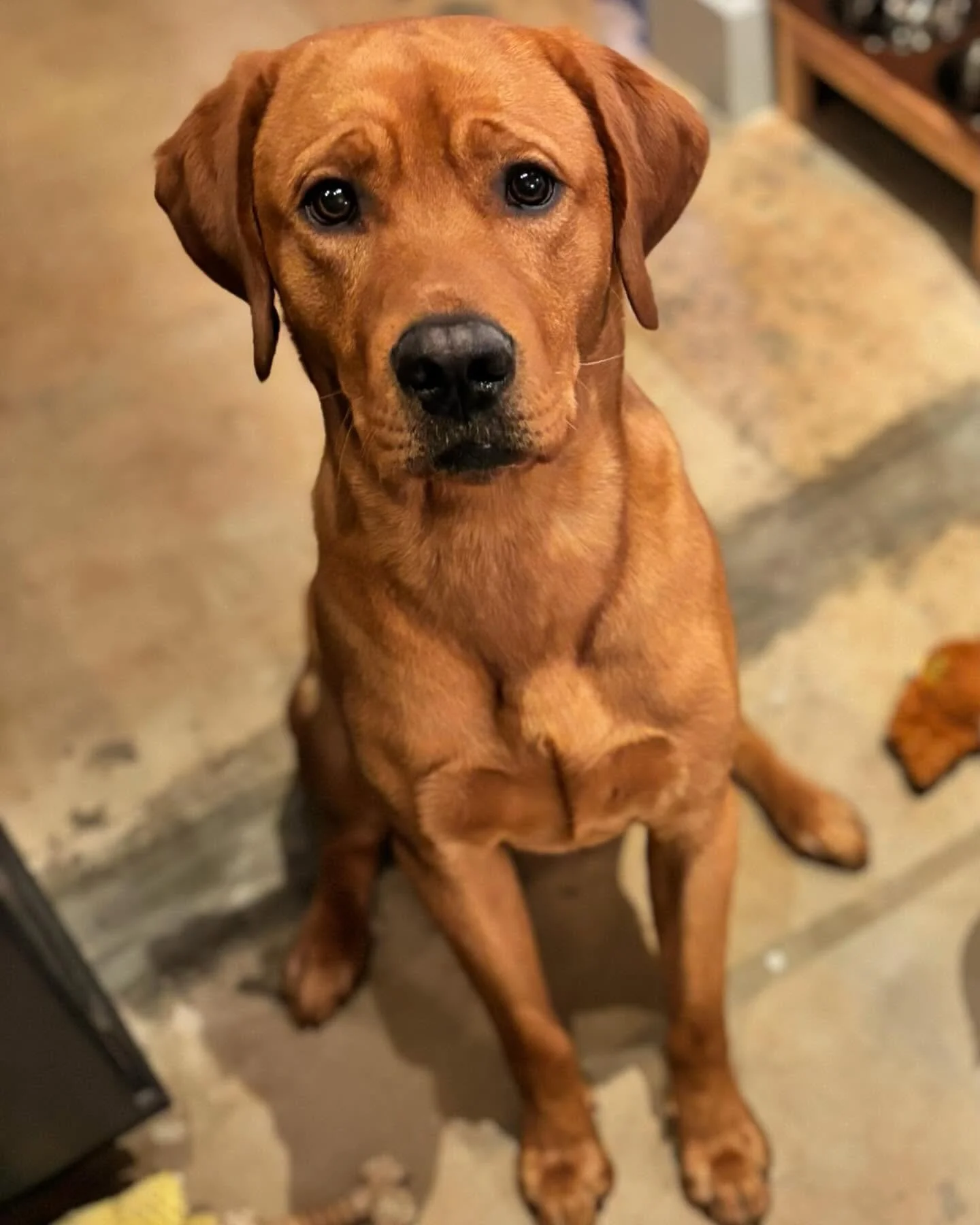 Dog10.jpg