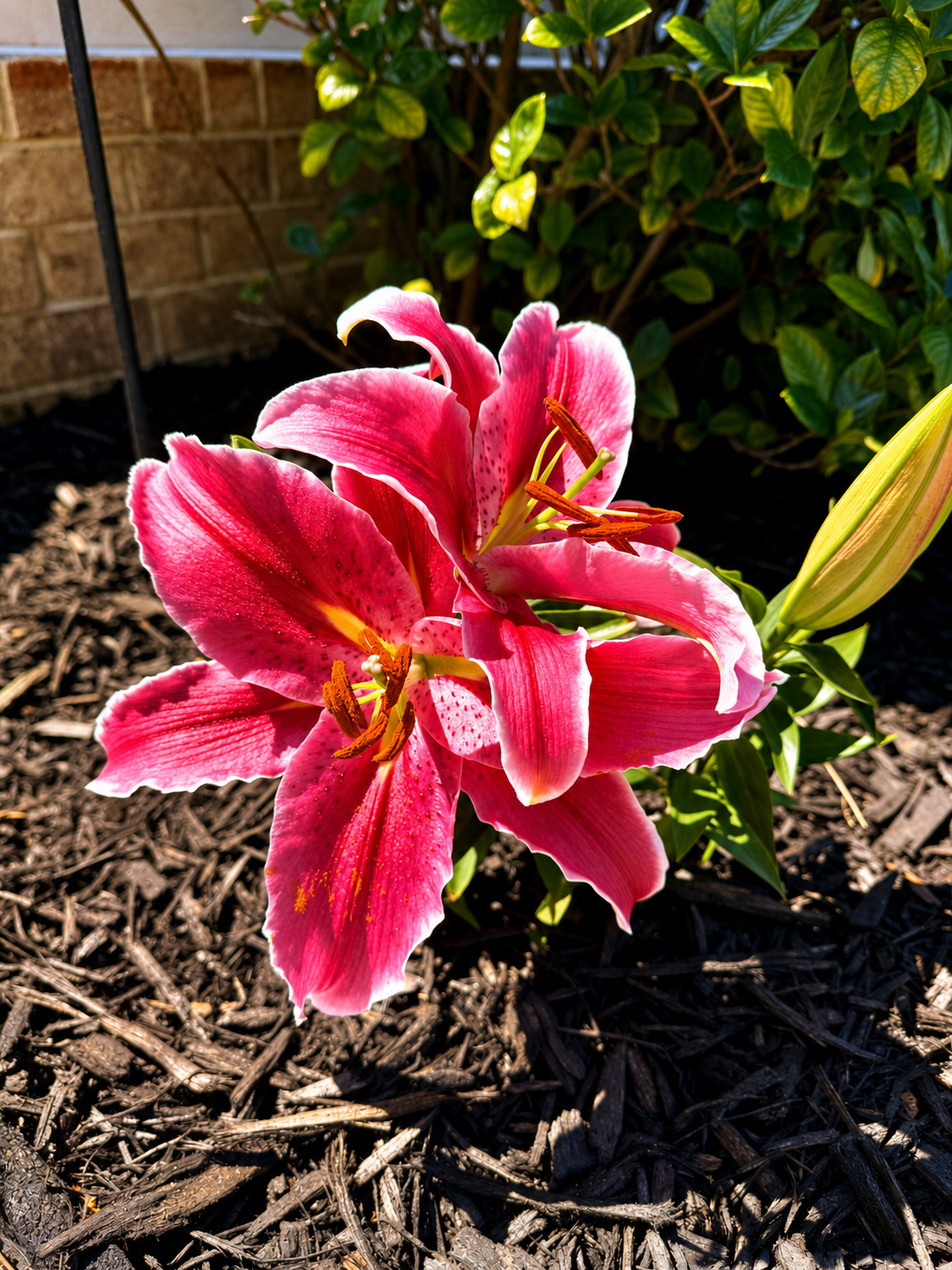 Mulch Installation