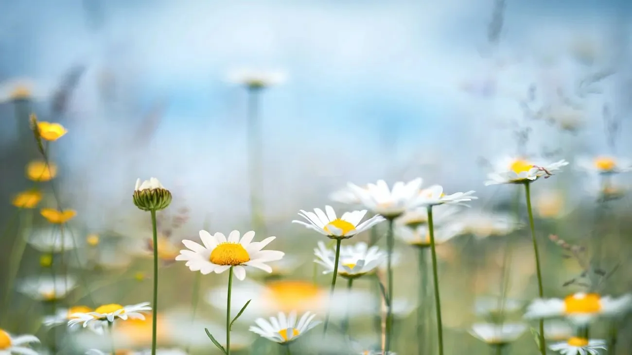Field of white daisies with yellow centers in a natural setting with blurred background.