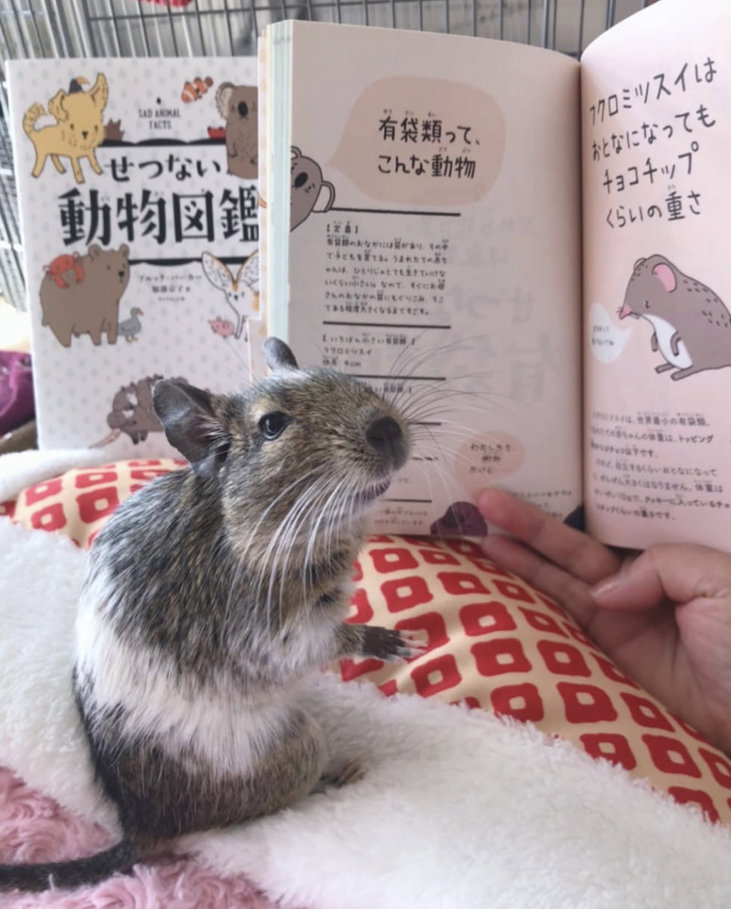 A degu sitting on a blanket in front of a book with illustrated animal facts in Japanese.