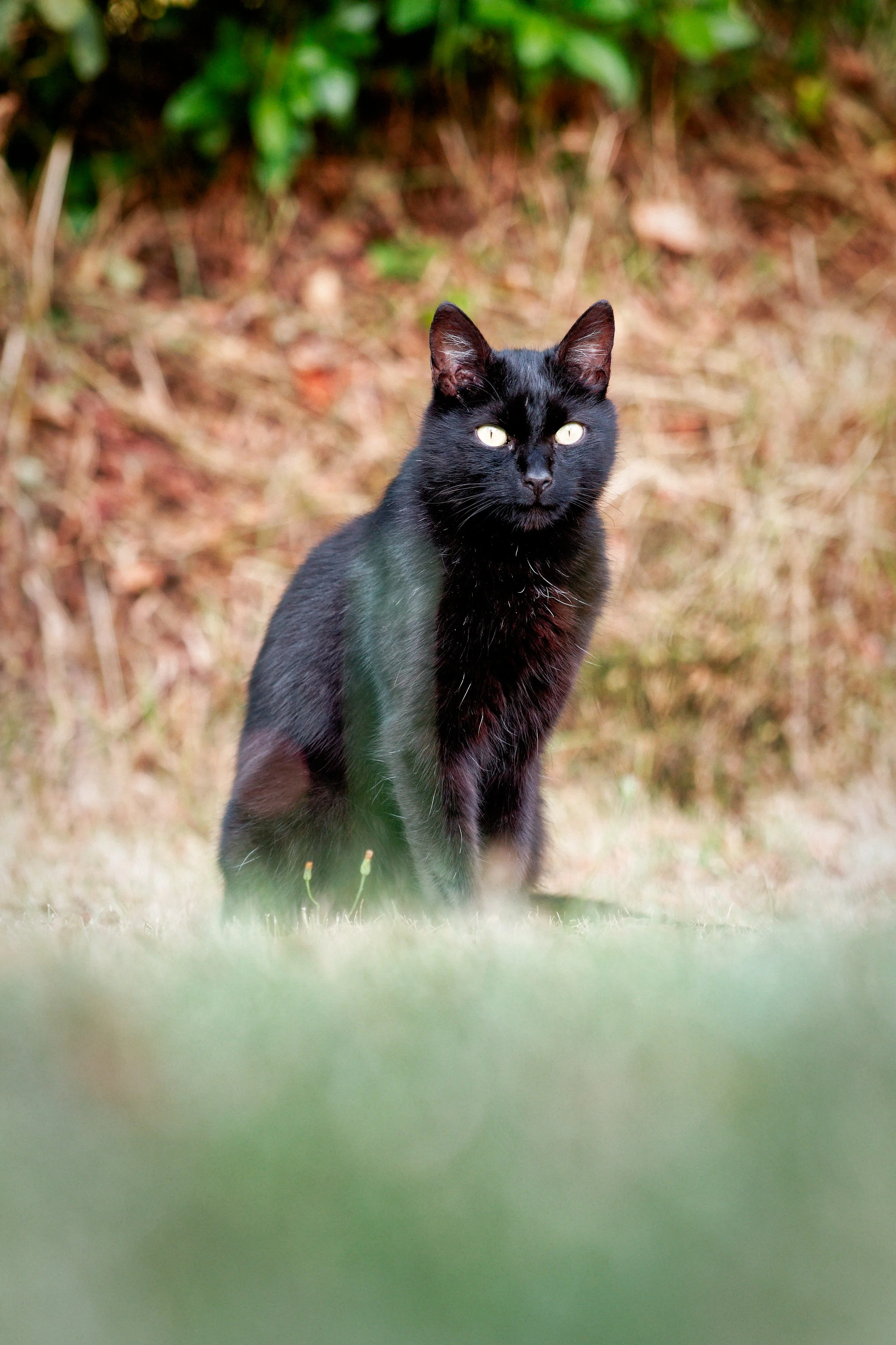 Un chat noir avec des yeux clairs debout dans une zone herbeuse avec des végétaux en arrière-plan.