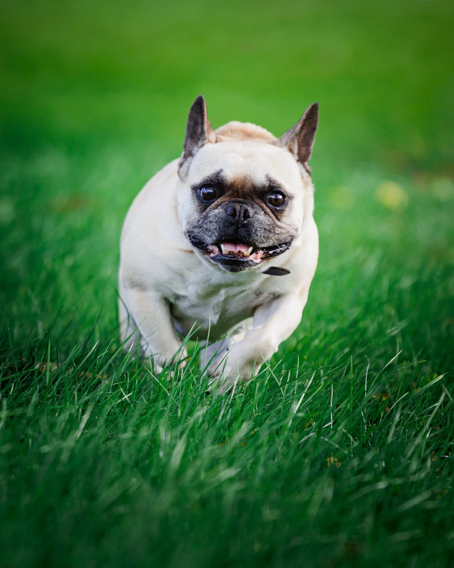 Un bouledogue français beige courant dans l'herbe verte avec un fond flou.