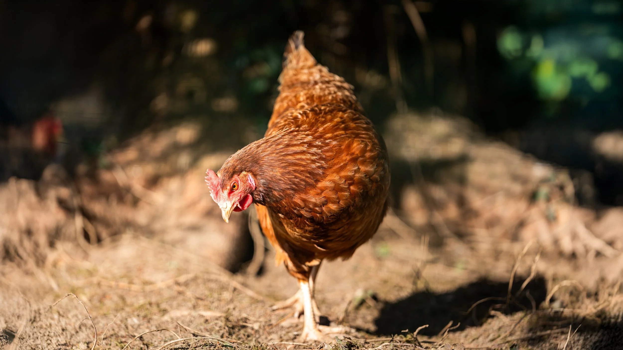 Une poule brune marche sur le sol en terre dans une ferme, vue de dos avec la tête tournant vers la caméra.