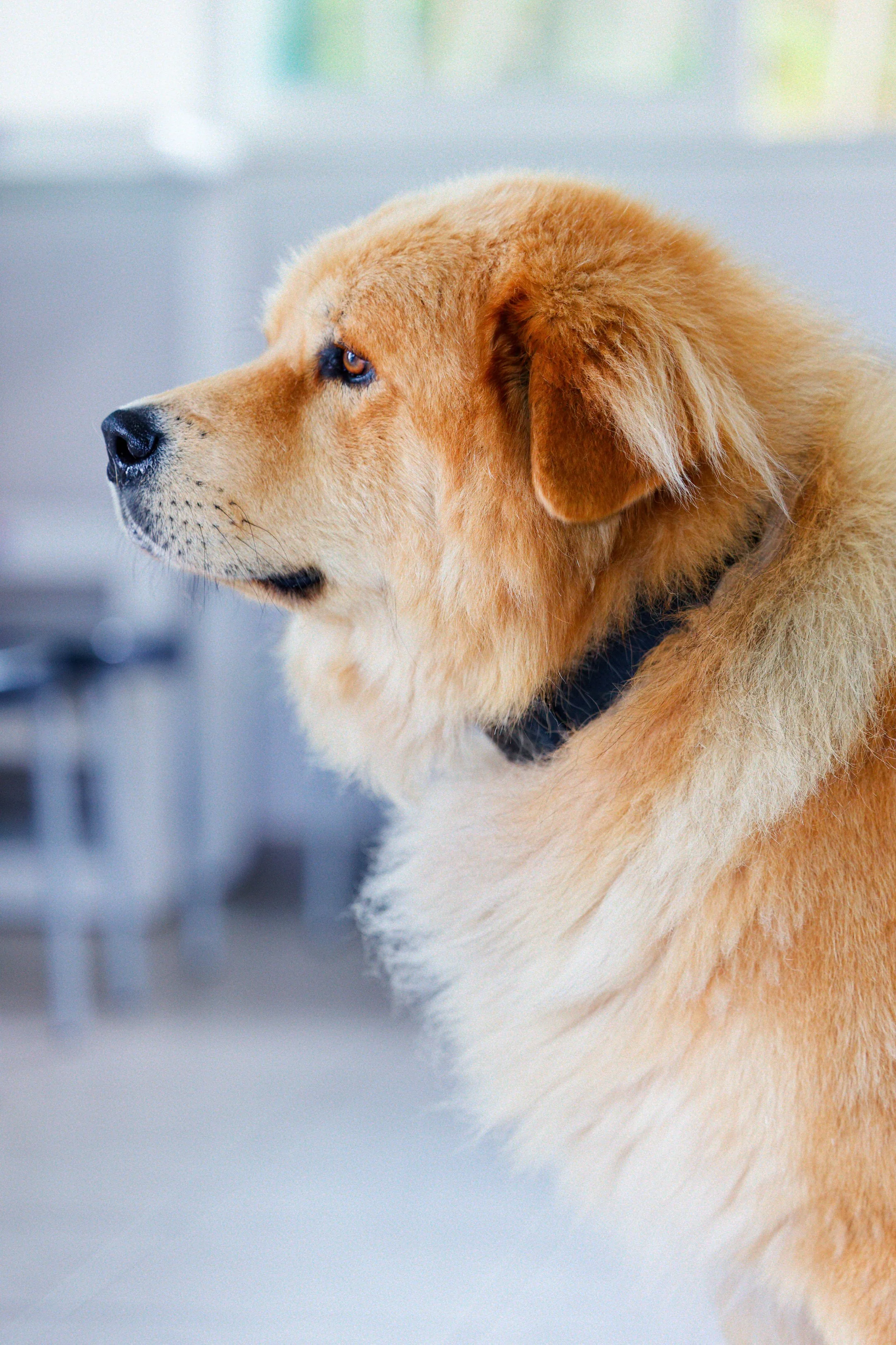 Un chien de race Golden Retriever en profil, avec une fourrure dorée et une expression attentive.