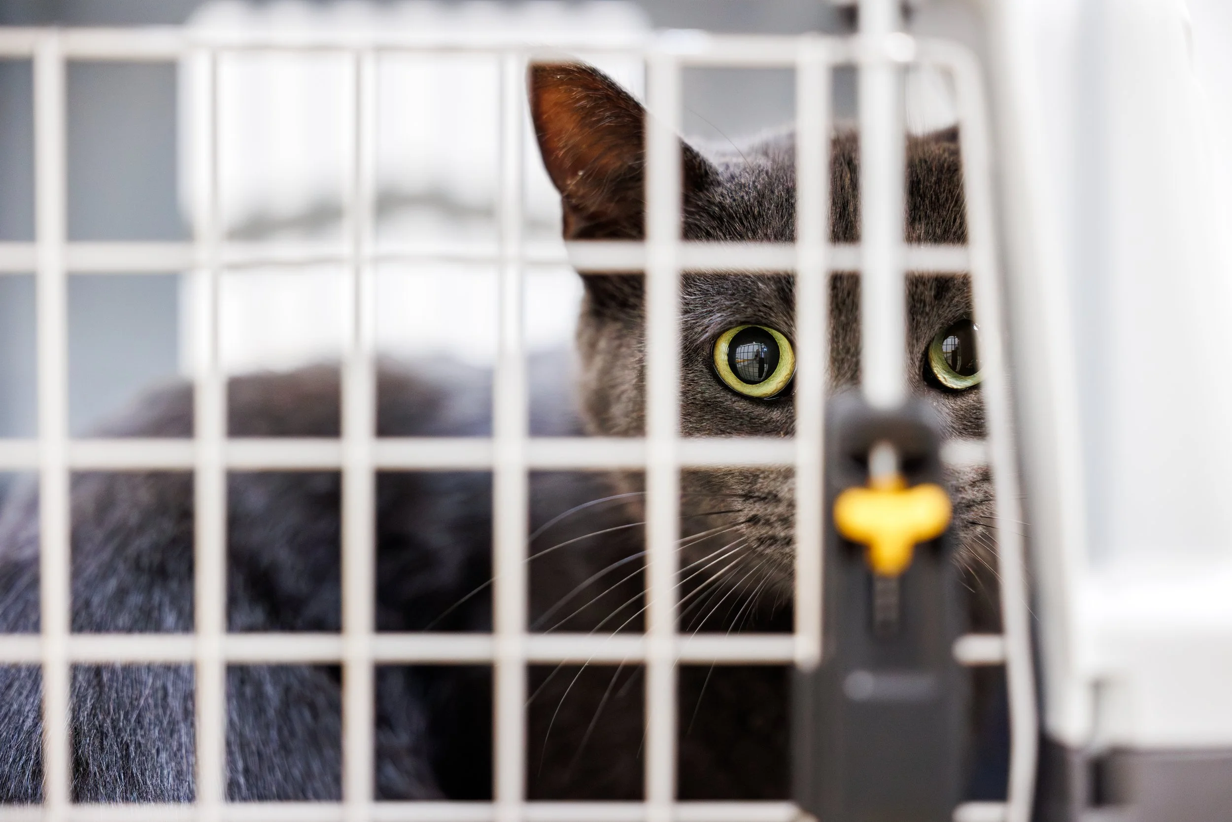 Chat noir avec yeux verts derrière une grille de cage.