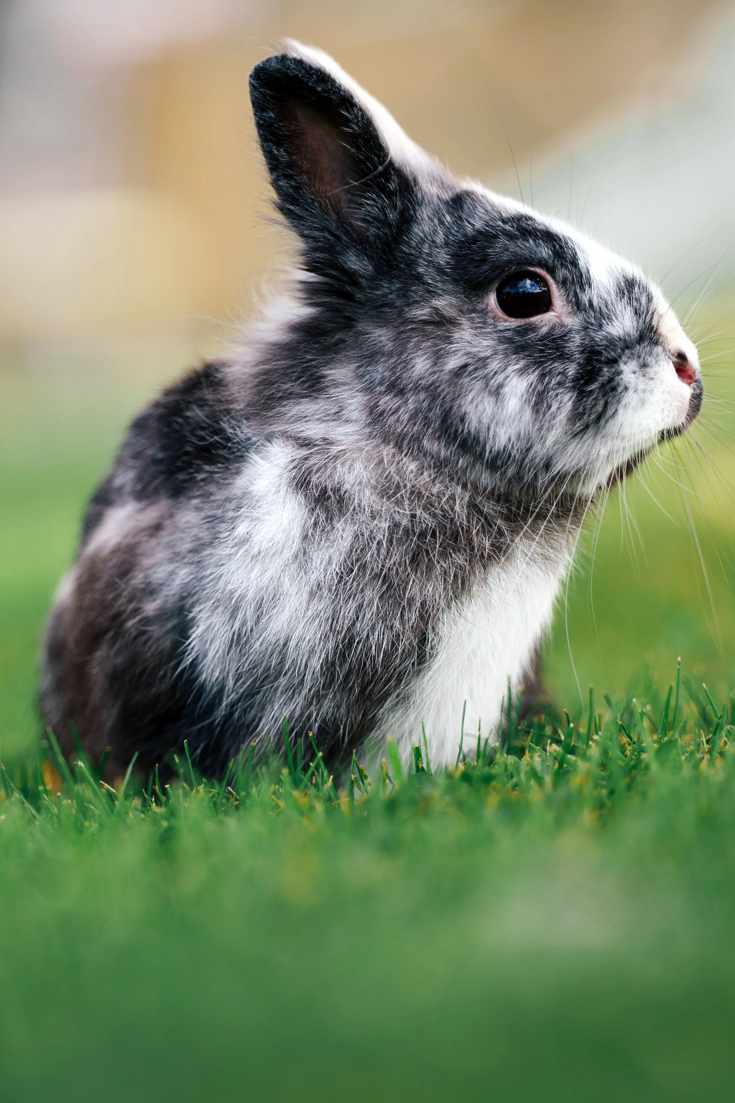 Un lapin gris et blanc regarde vers la droite, dans un champ de gazon vert, en arrière-plan flou.