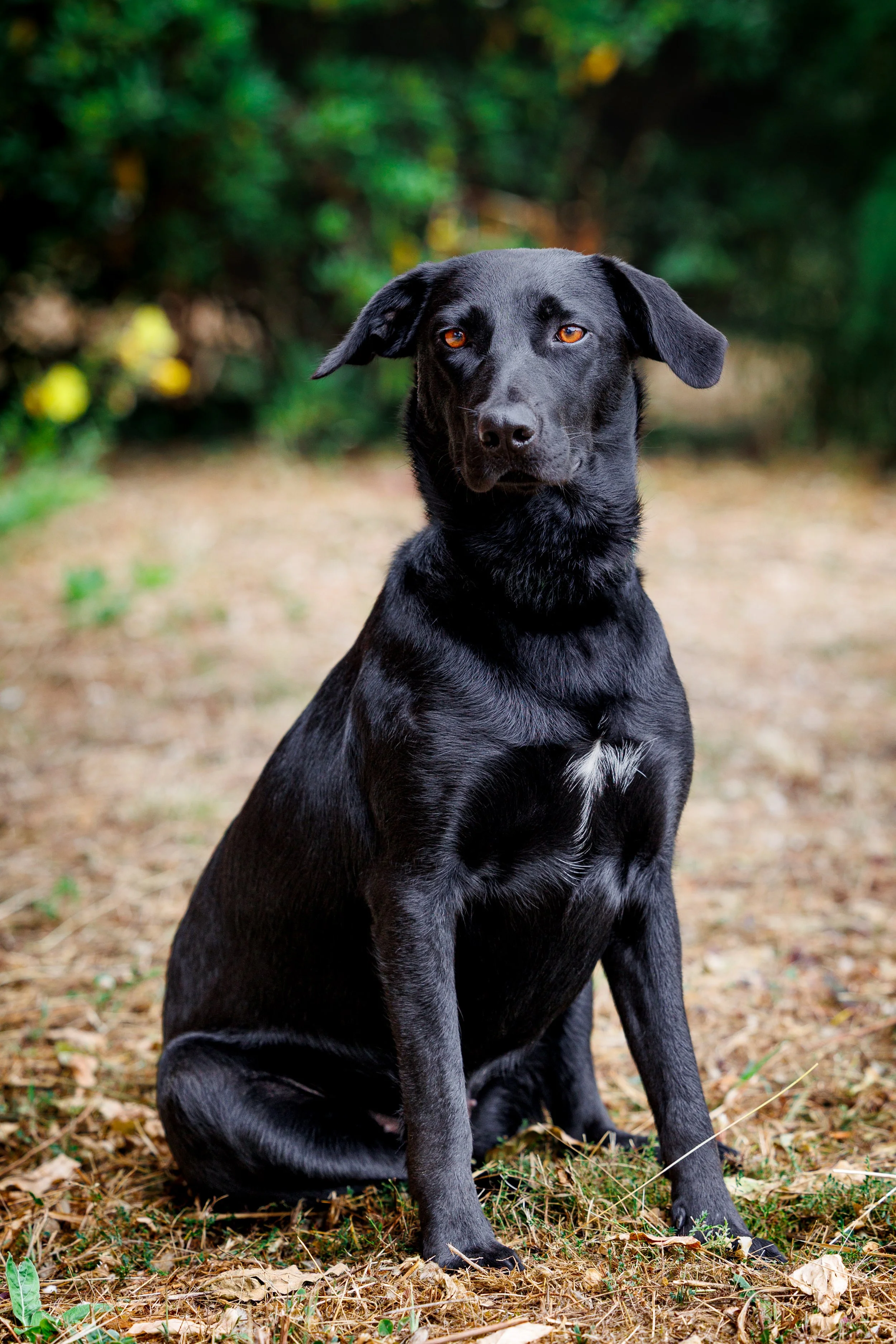 Chien noir assis dans un environnement herbeux avec un arrière-plan flou de feuillage vert.