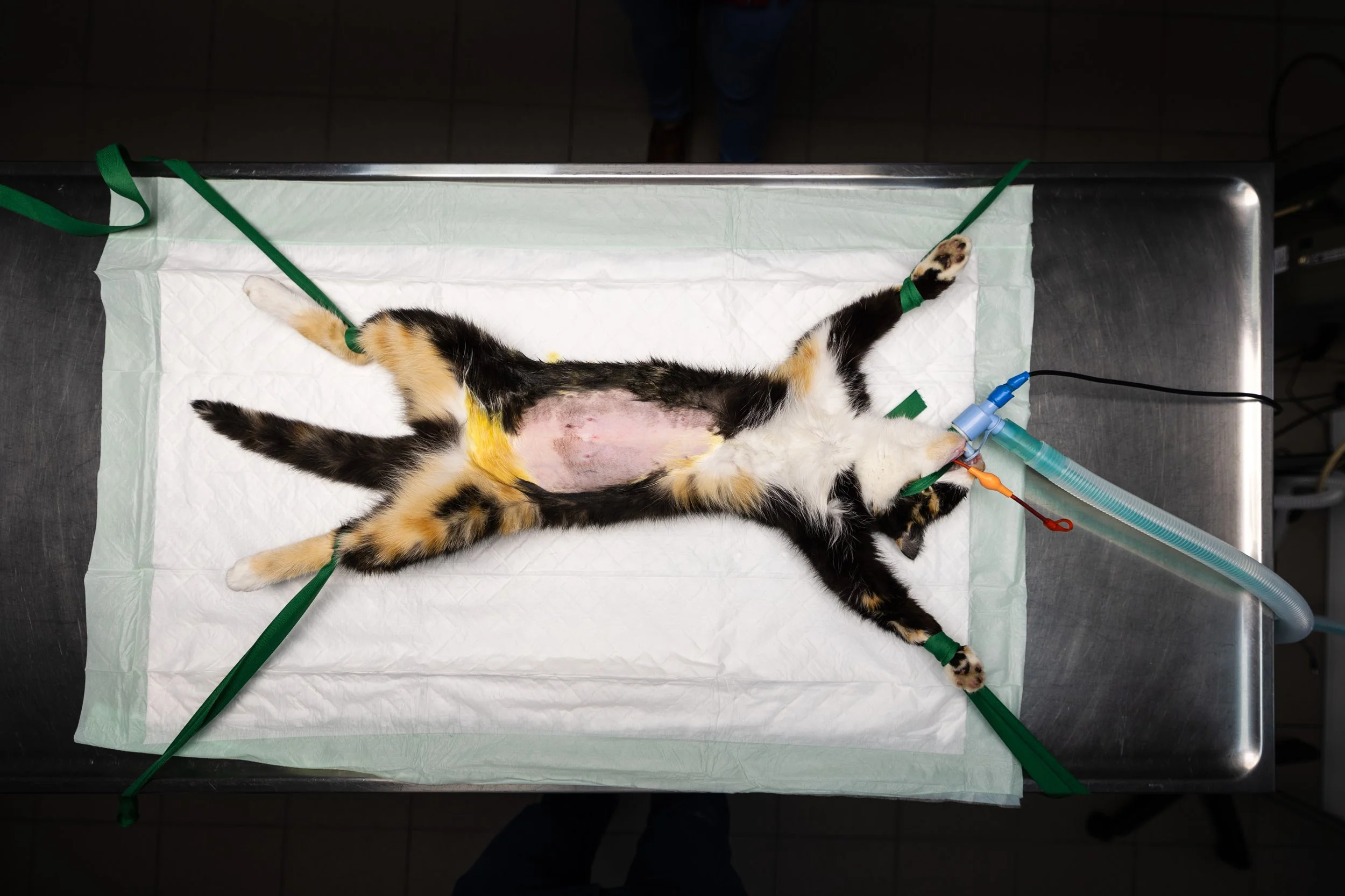 Un chat allongé sur une table recouverte d'une couche dentaire, avec des tubes et des câbles attachés à ses pattes et à son corps, probablement lors d'une procédure médicale ou d'une opération.
