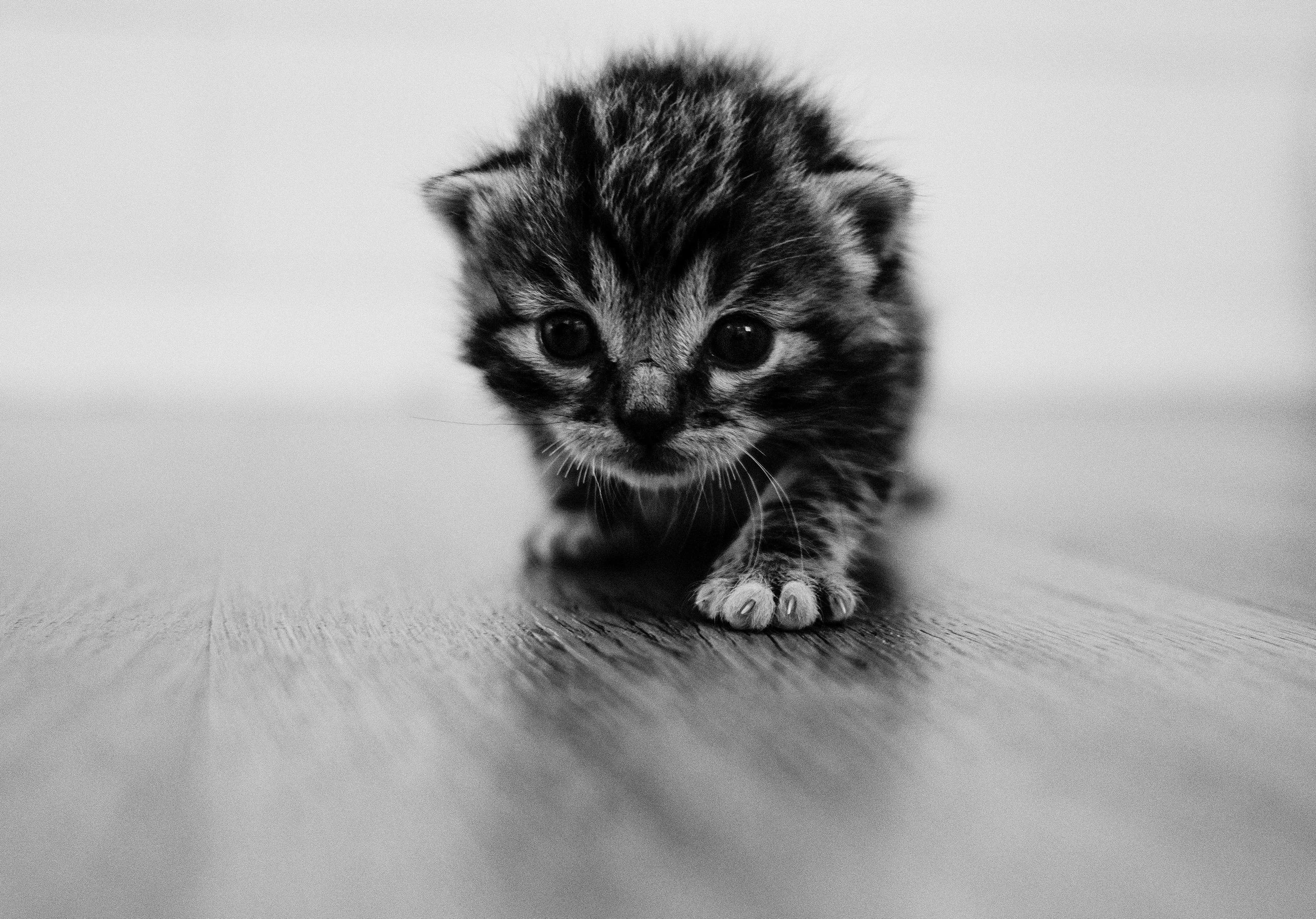 Un bébé chat tigré noir et gris marche sur un sol en bois, regardant vers l'objectif, en image en noir et blanc.