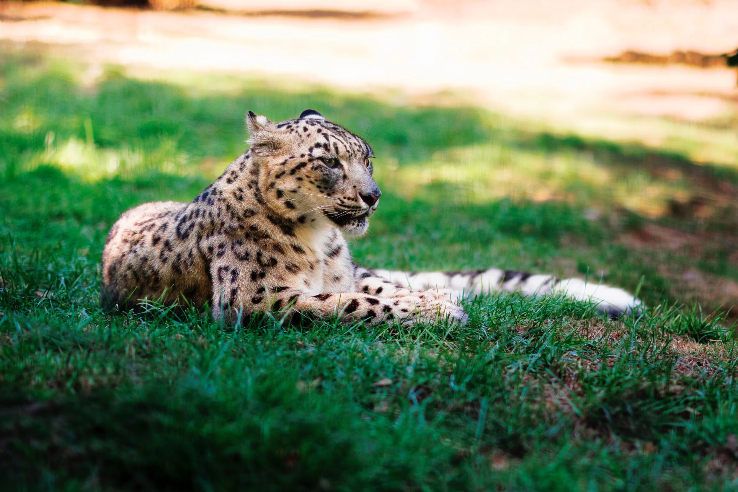Un jaguar allongé sur l'herbe verte dans un environnement naturel, avec un fond flou de lumière douce.
