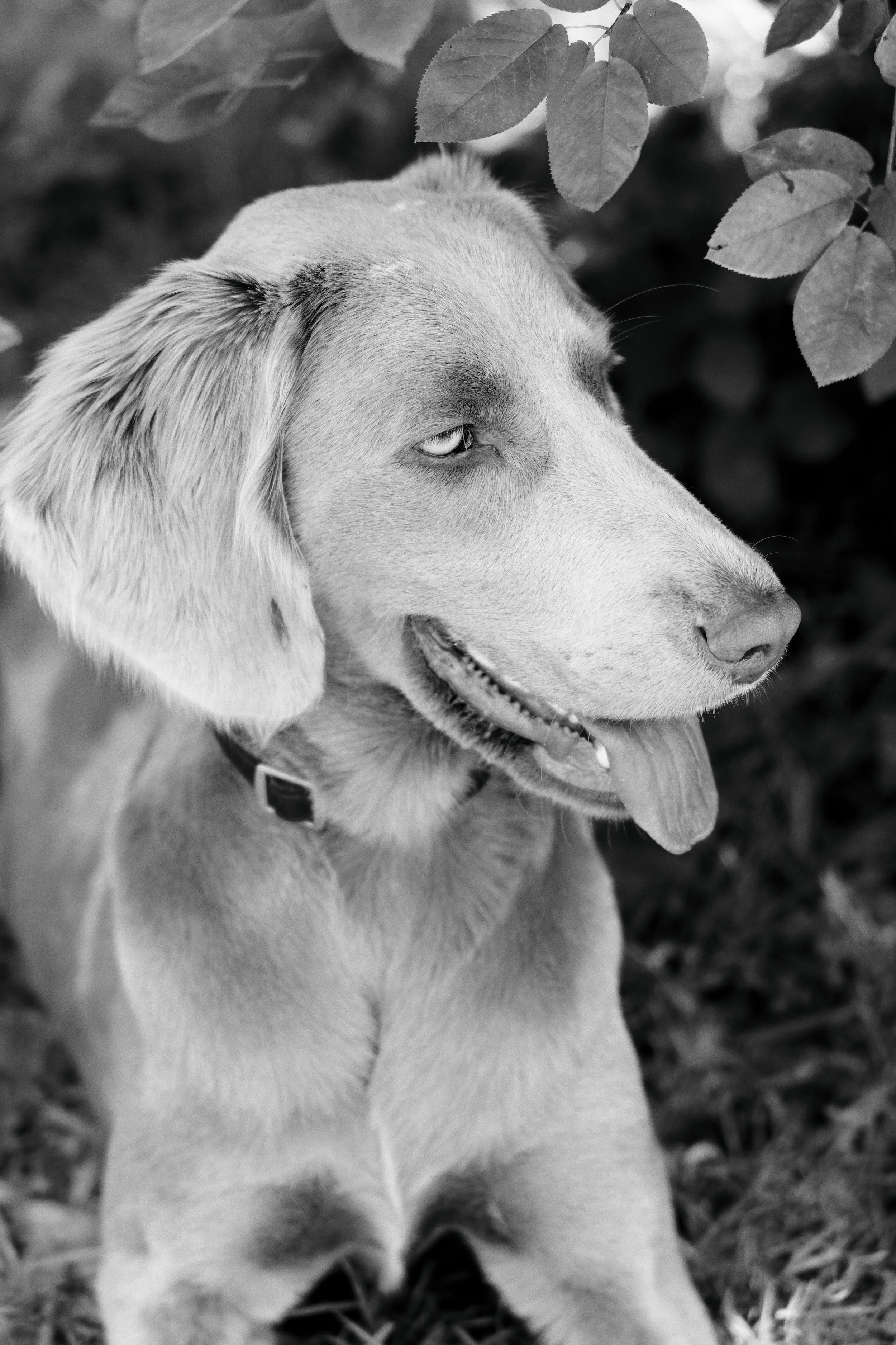 Un chien de race Labrador Retriever en plein air, assis dans l'herbe et regardant vers la droite, en noir et blanc.