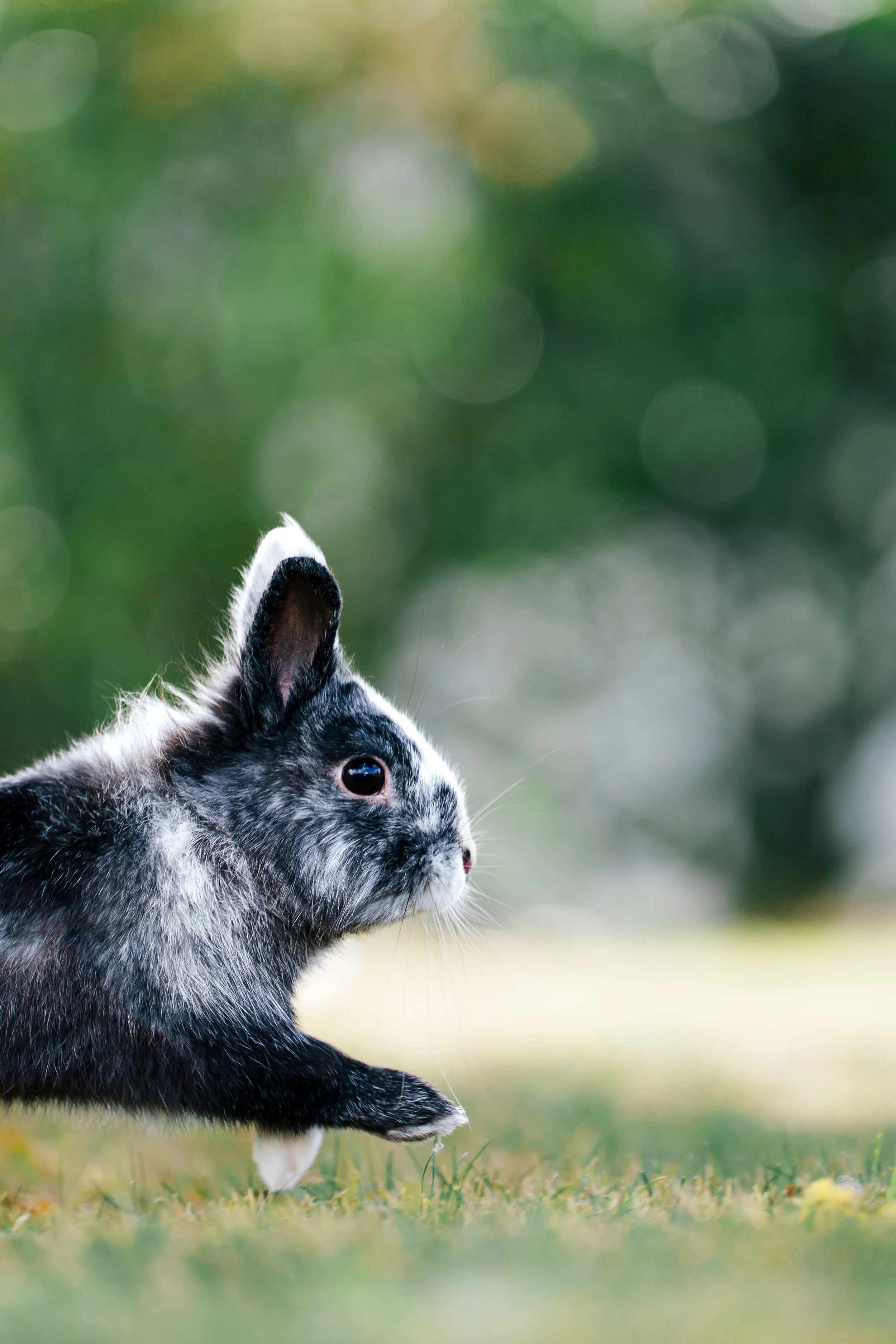 Un lapin gris et blanc assis dans l'herbe avec un arrière-plan flou vert et jaune.