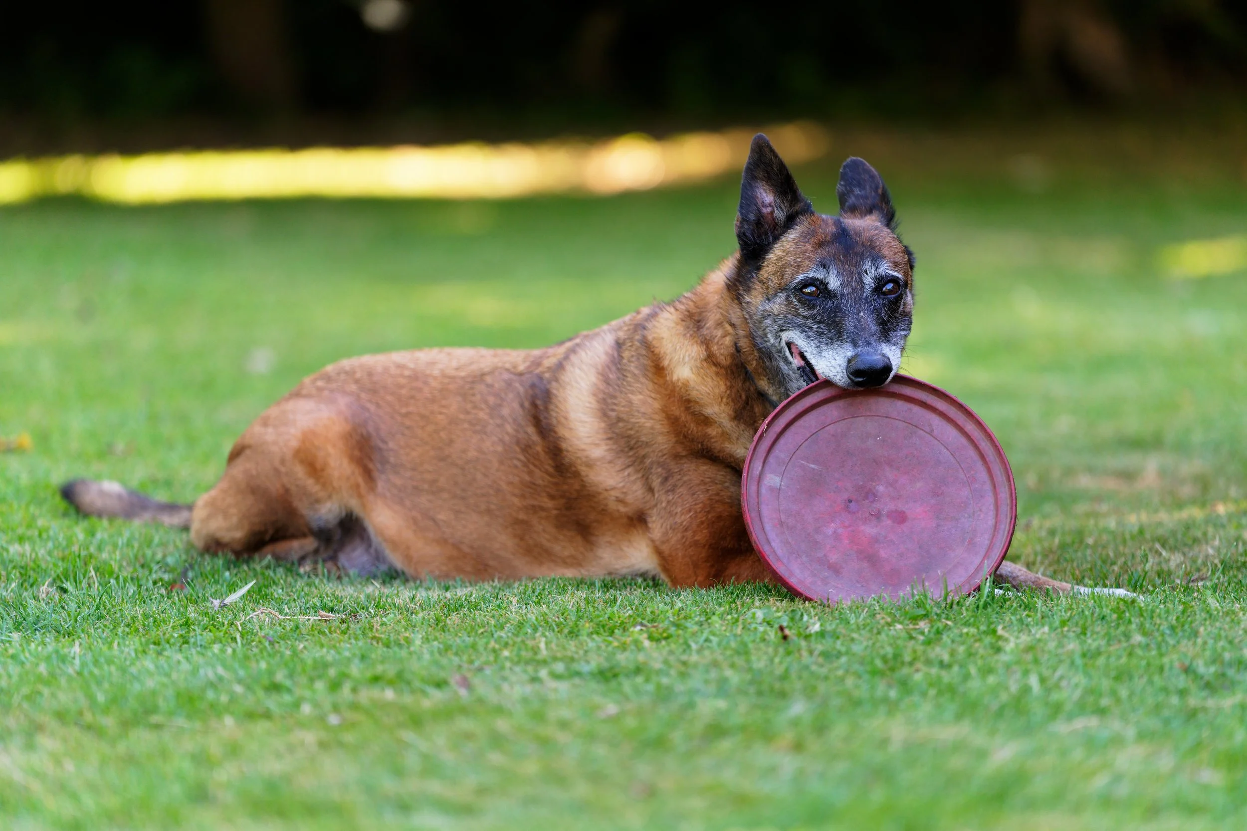 Un chien de taille moyenne, de couleur marron avec des marques noires, allongé sur l'herbe verte, tenant un disque rouge dans la bouche.