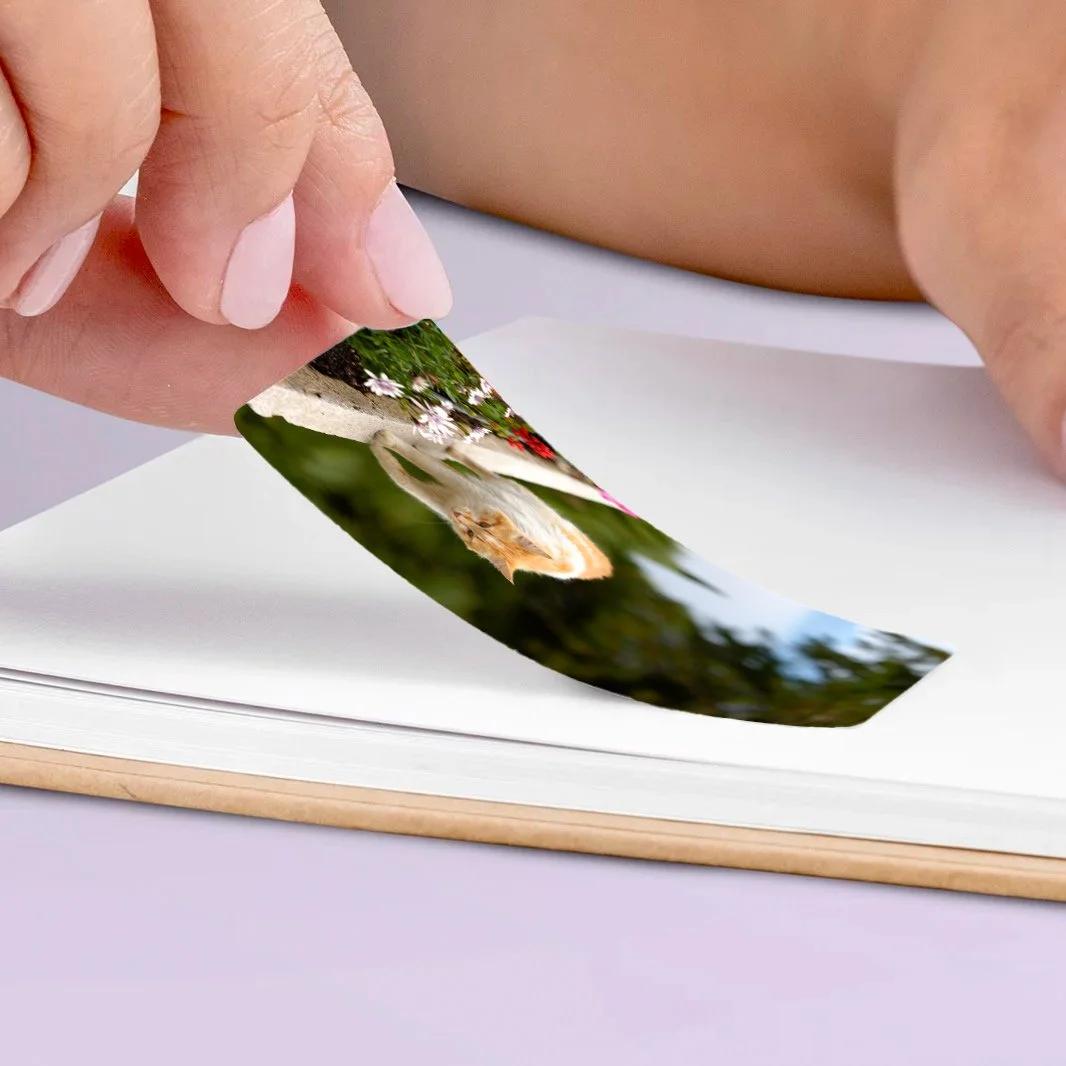 Une personne en train de feuilleter un livre de photos en pliant une page, montrant une image de décor naturel avec un chat orange.