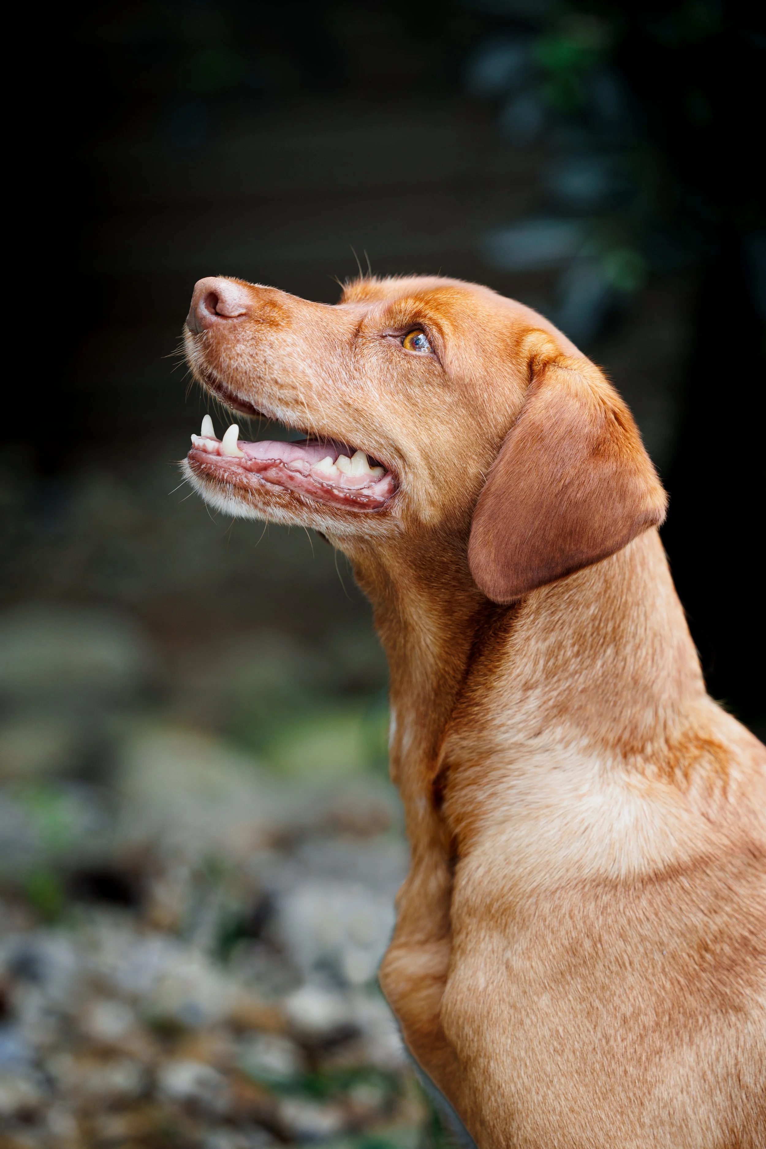 Profil d'un chien de race braque allemand tan, regardant vers la gauche, fond flou avec des éléments de la nature.