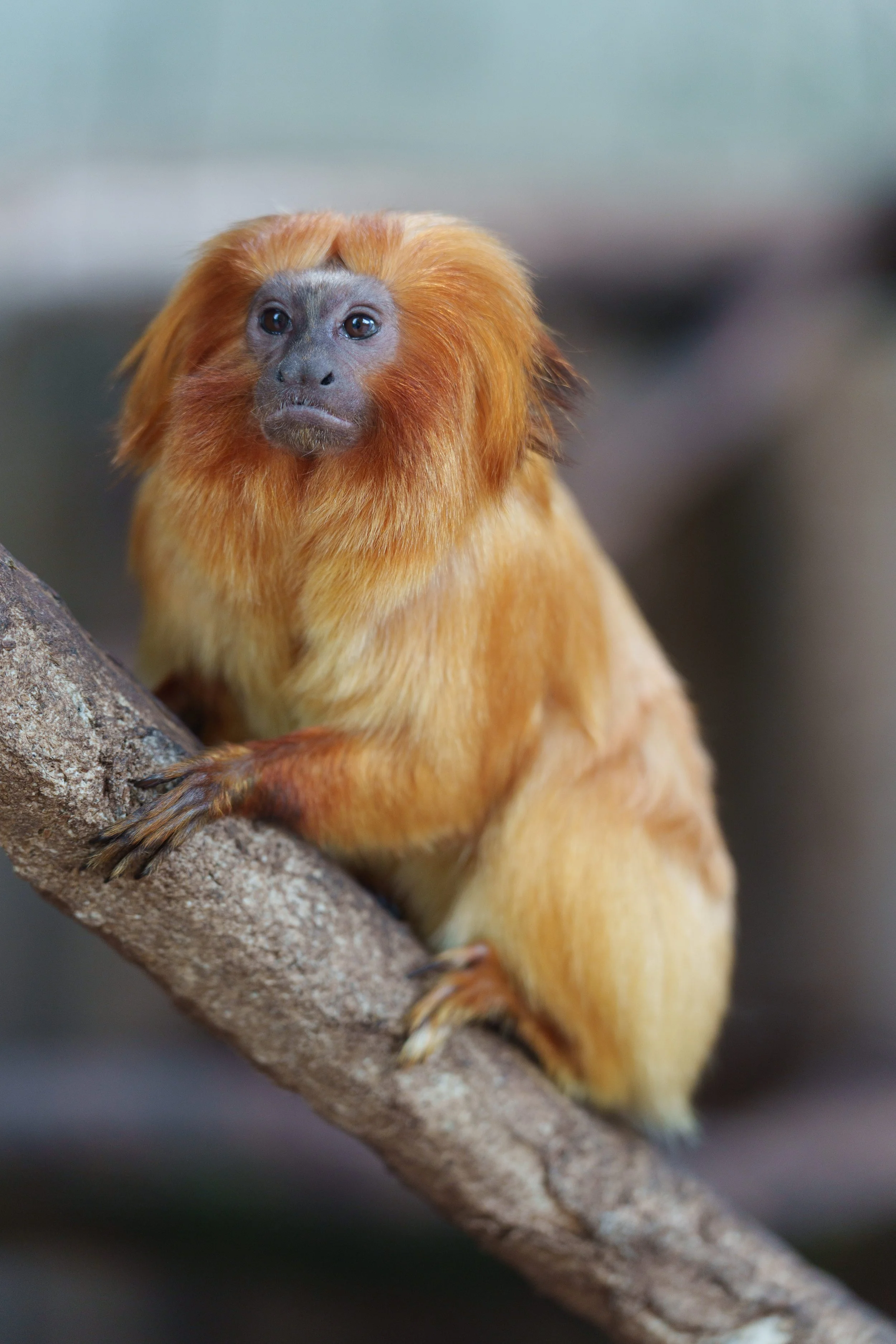Un singe avec une crinière orangeâtre assis sur une branche