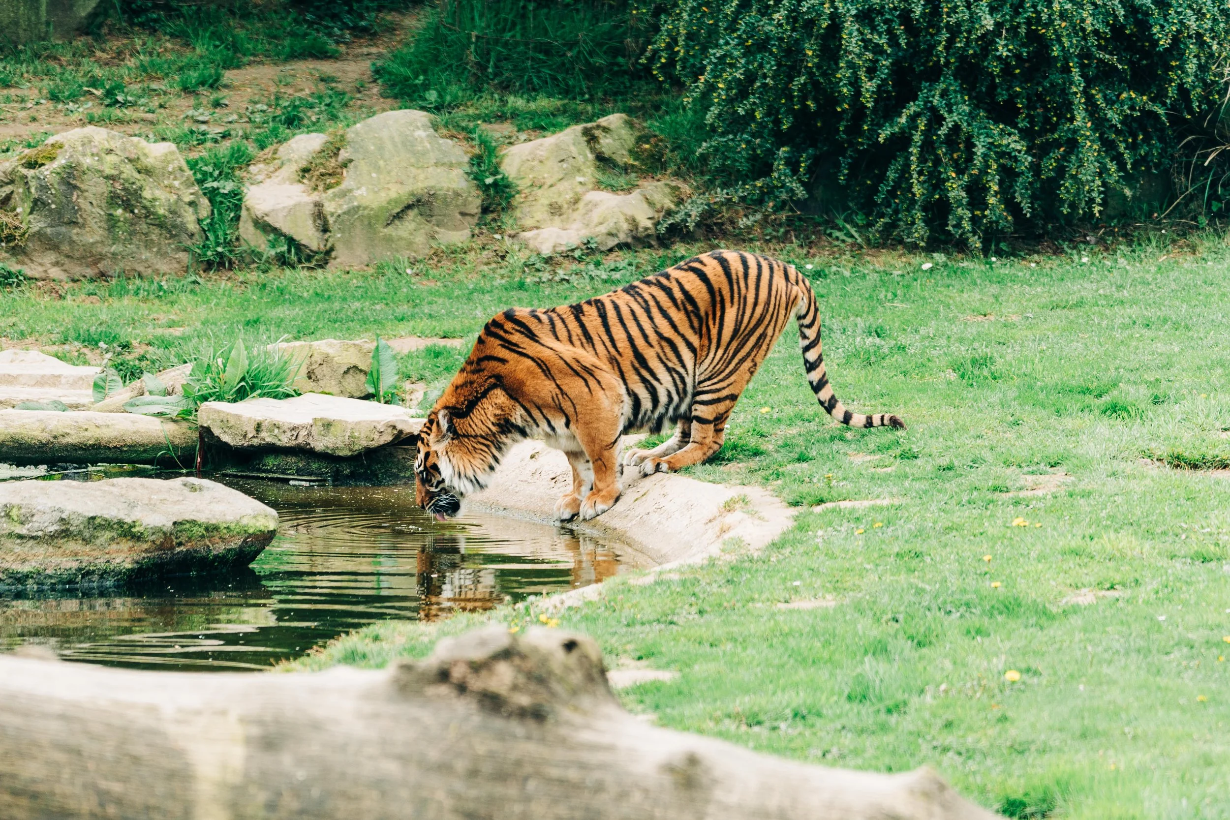 Un tigre orangé avec des rayures noires buvant de l'eau dans un étang, en dehors de la forêt.