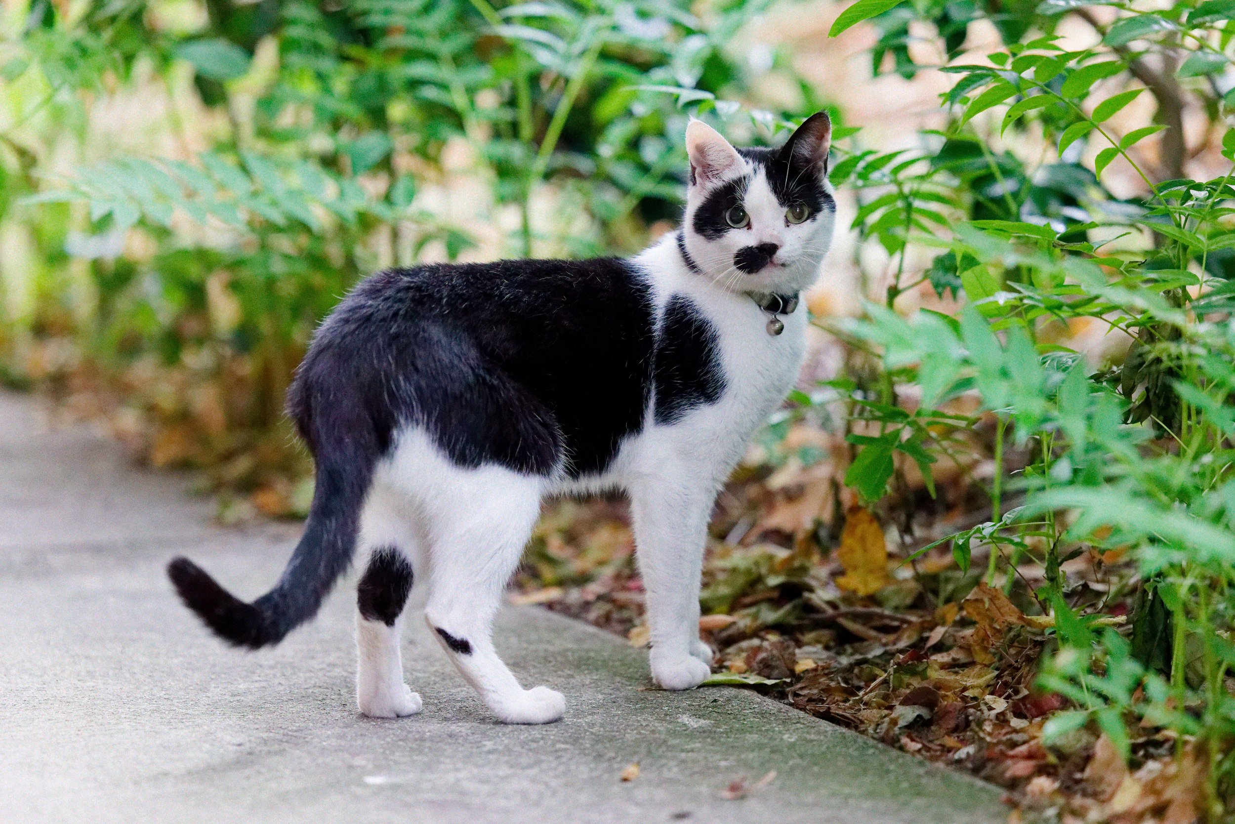 Un chat noir et blanc debout sur un chemin pavé entouré de feuillage vert.