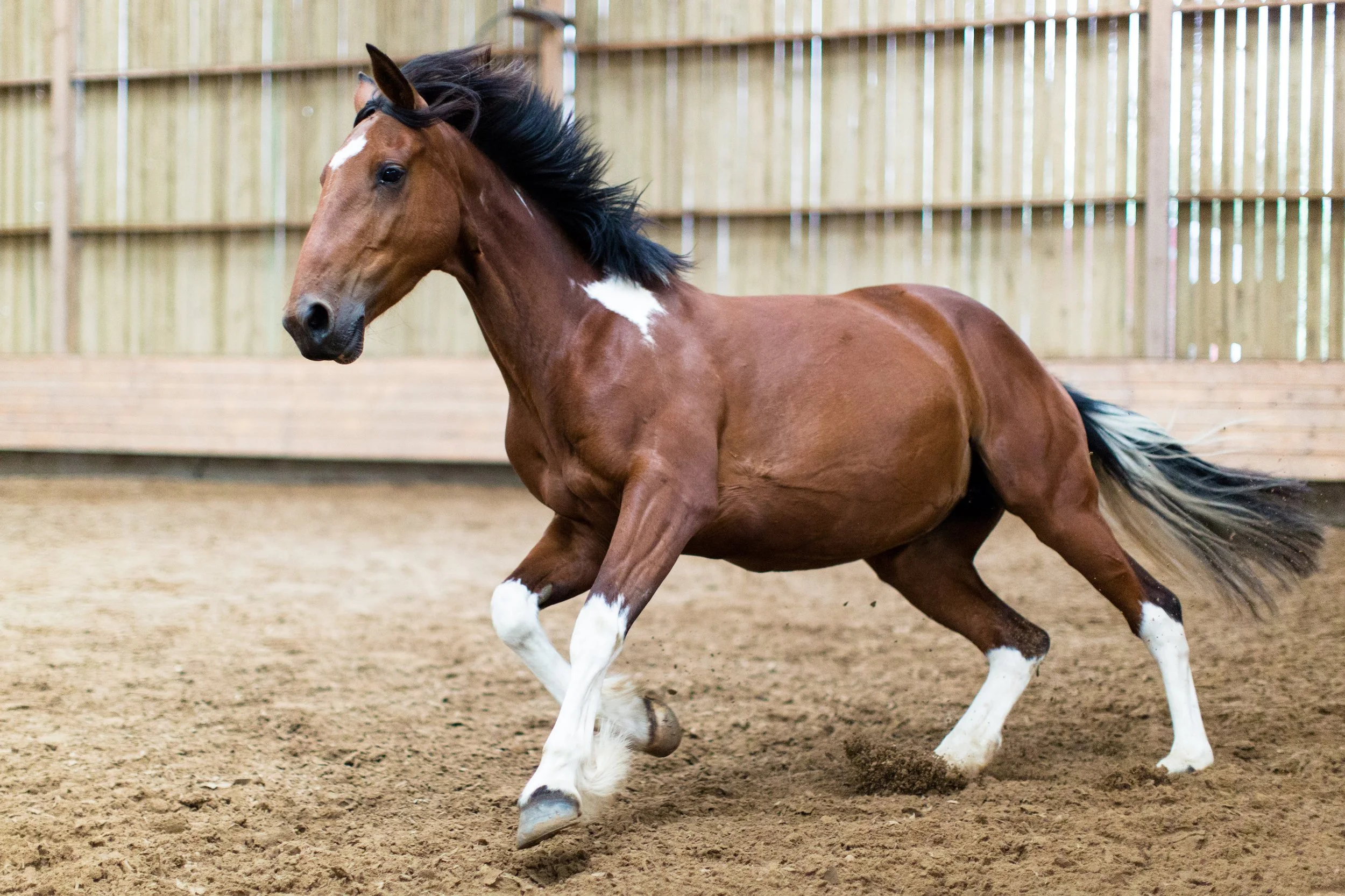Un cheval brun à crinière noire court dans une aire de dressage en bois, sol en terre.