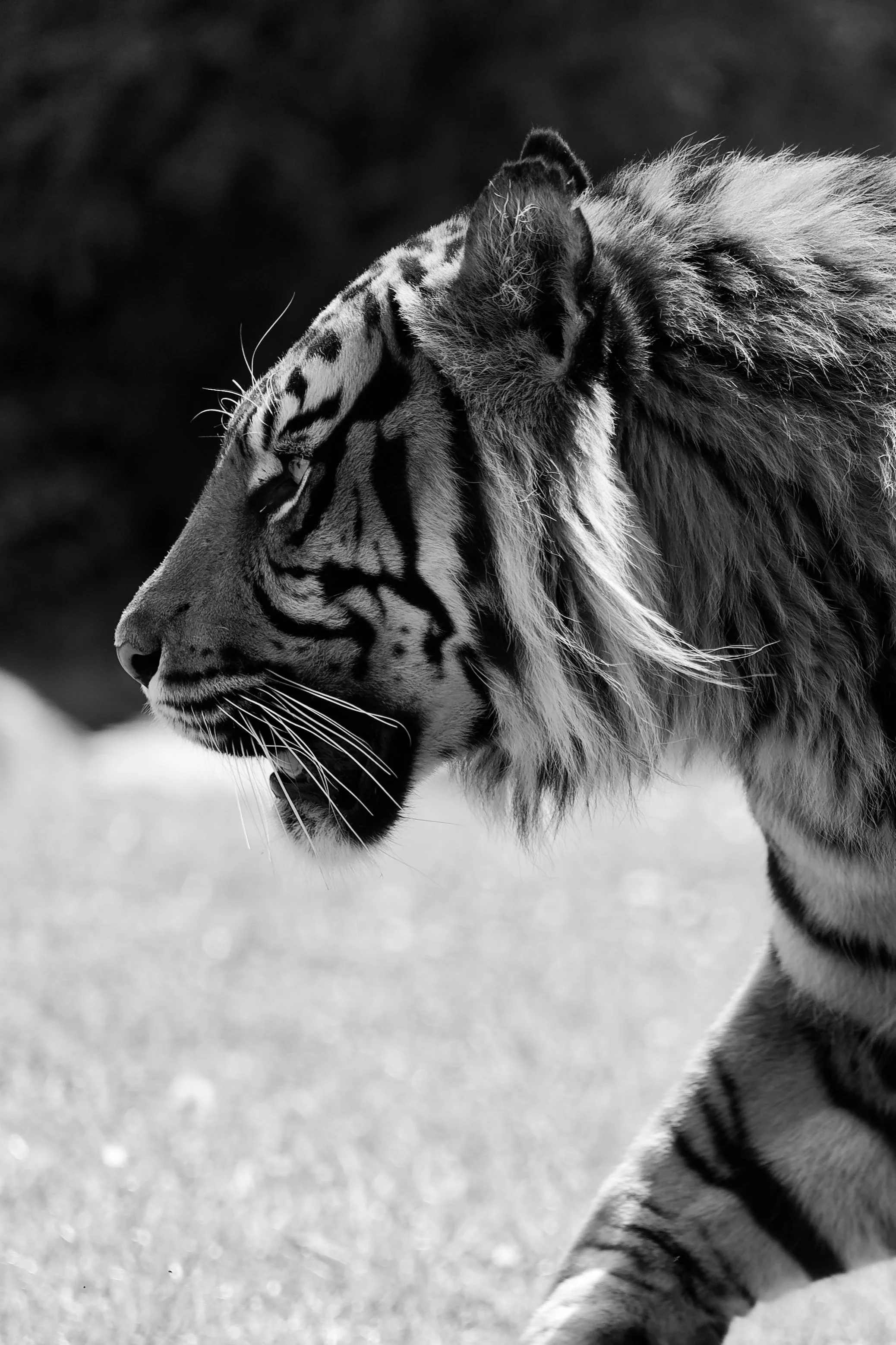 Un tigre et un lion caressant leur tête l'un contre l'autre, photographie en noir et blanc.