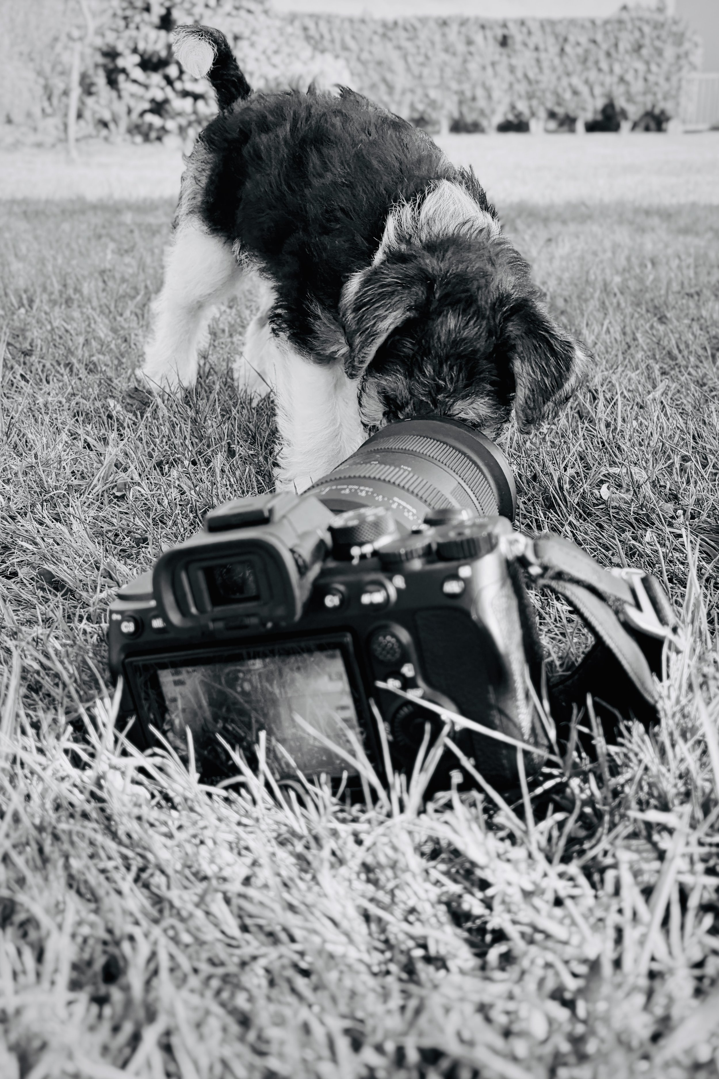 Chiot de race berger allemand qui regarde à travers l'objectif d'un appareil photo dans un jardin. Le chiot est placé devant l'appareil situé sur l'herbe, dans un environnement extérieur avec des buissons en arrière-plan.