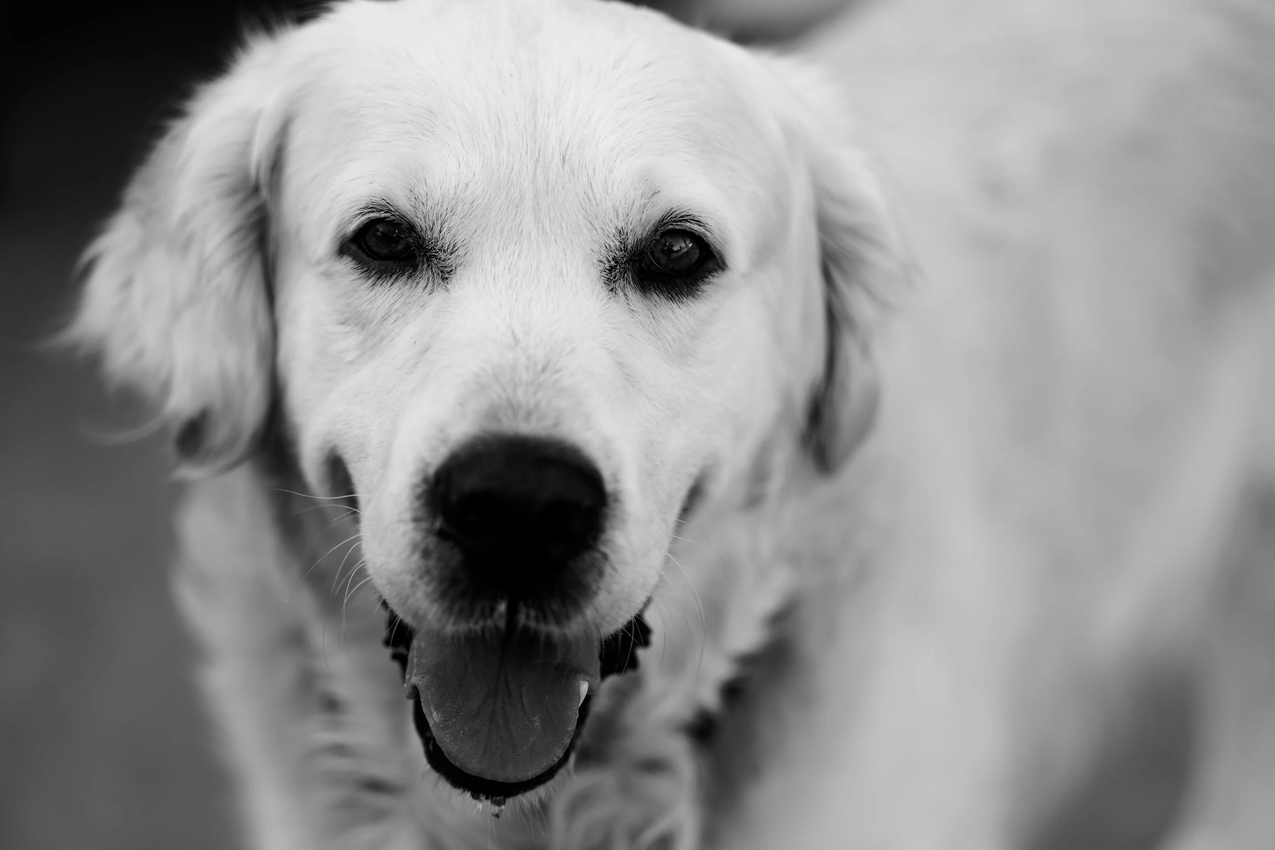 Un chien blanc, probablement un retriever, regardant directement la caméra, en noir et blanc.