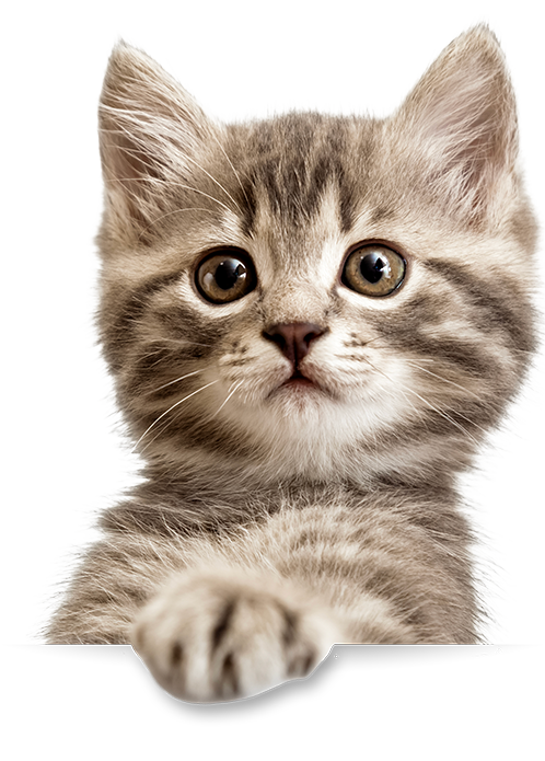 Un chaton gris clair avec de grands yeux marrons, regardant vers l'objectif.