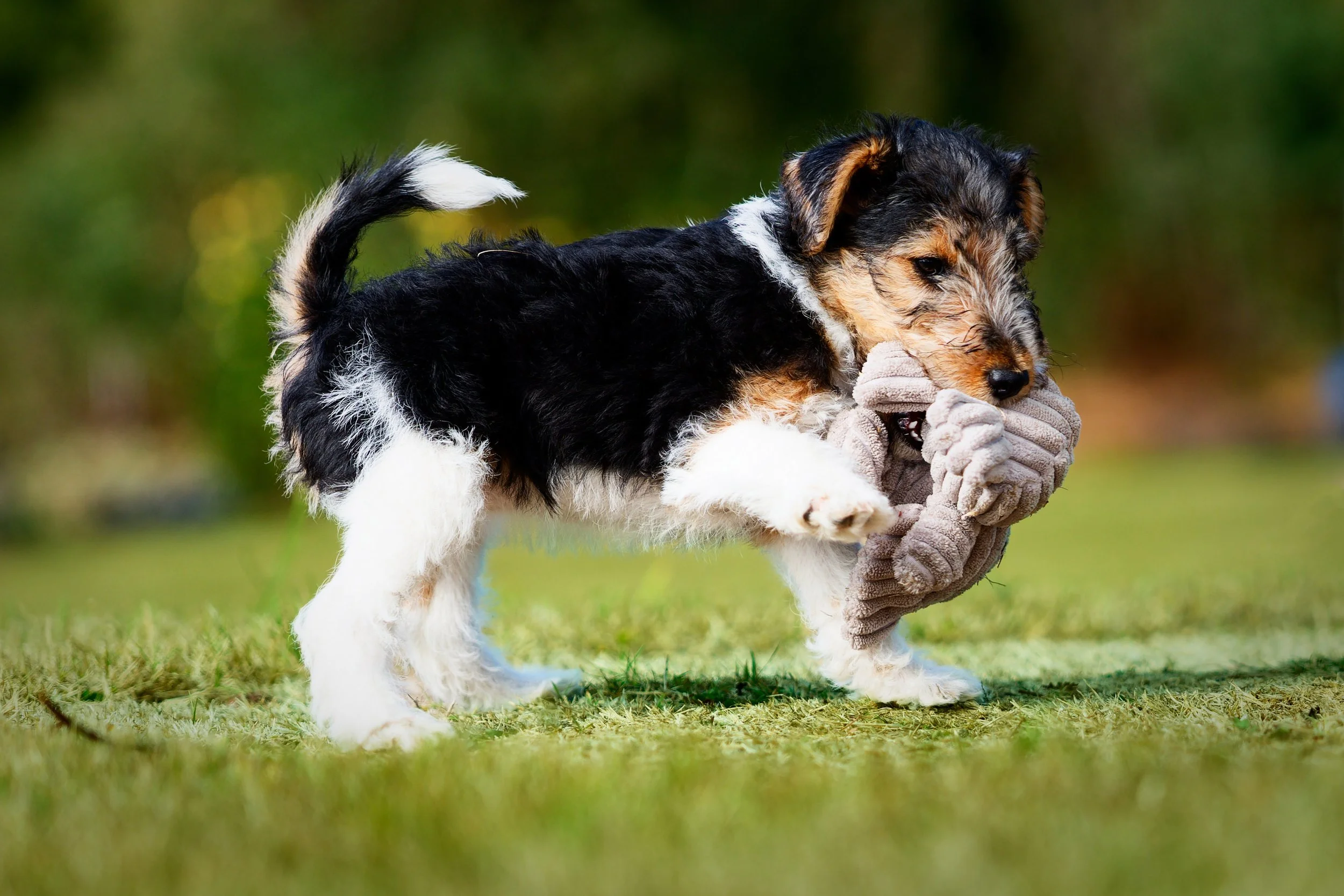 Un chiot de race berger australien joue avec un jouet en peluche dans un champ herbeux.
