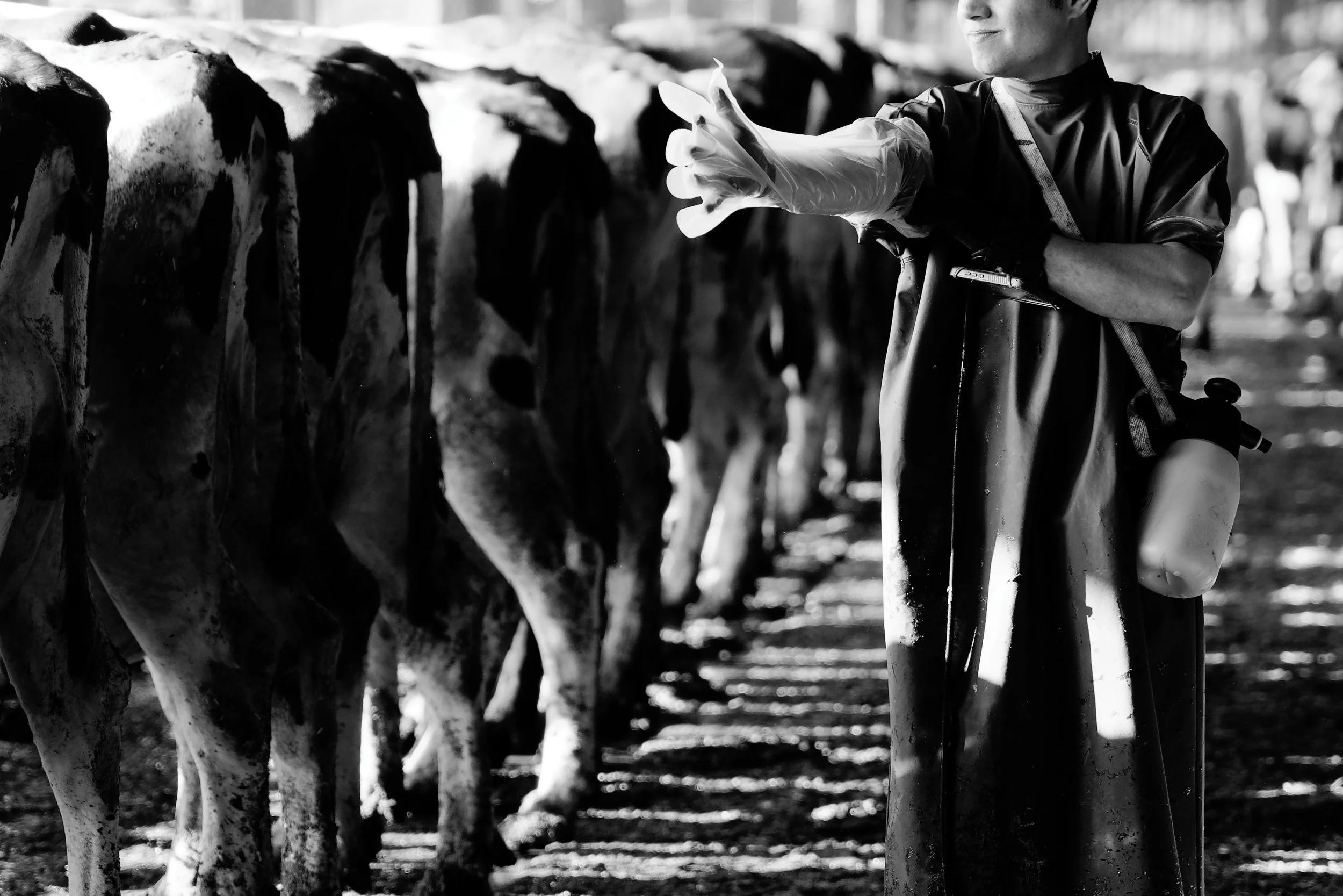 Un personne en vêtements de travail avec des gants, debout à côté de vaches laitières dans une ferme.
