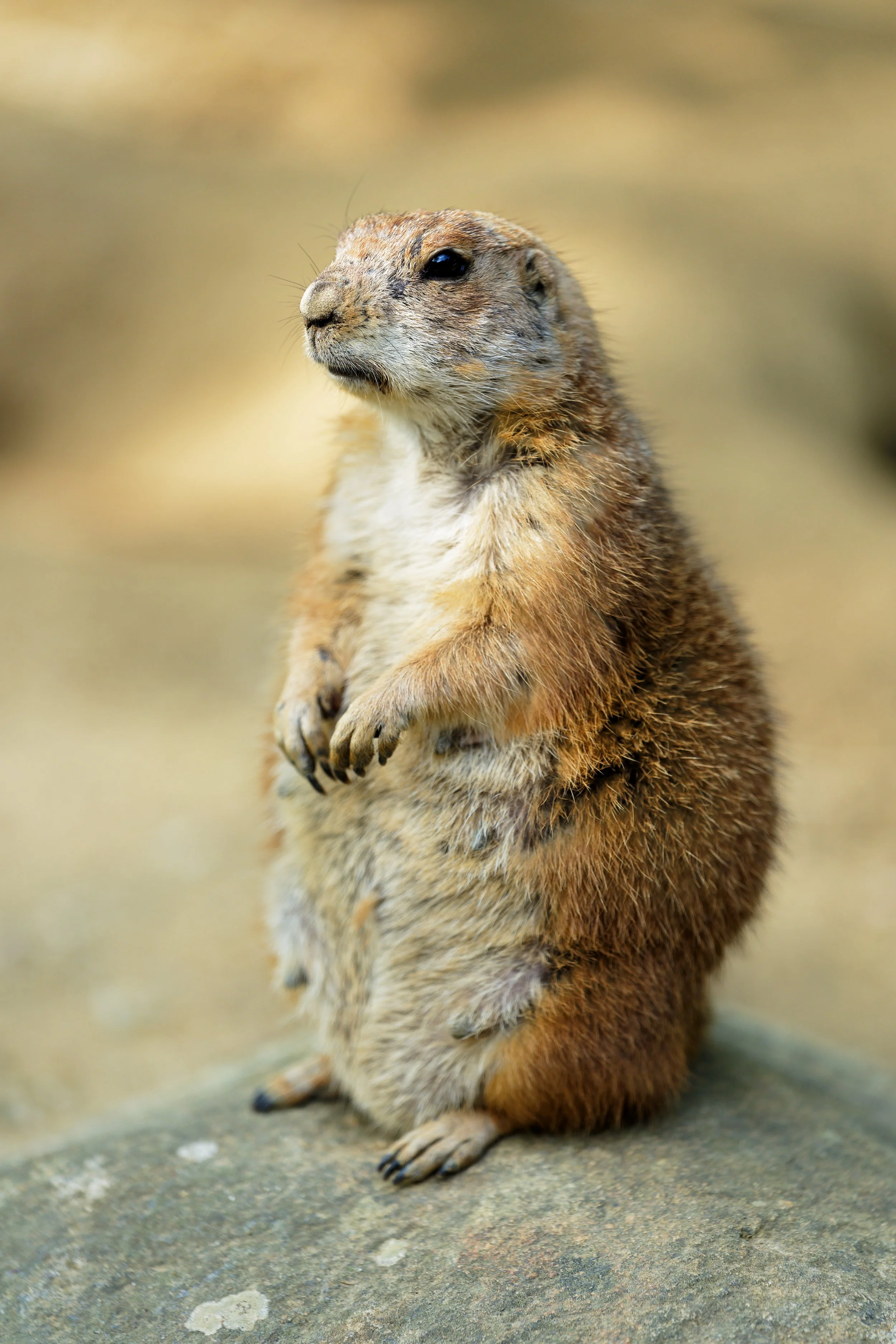 Une marmotte debout sur un sol rocheux.