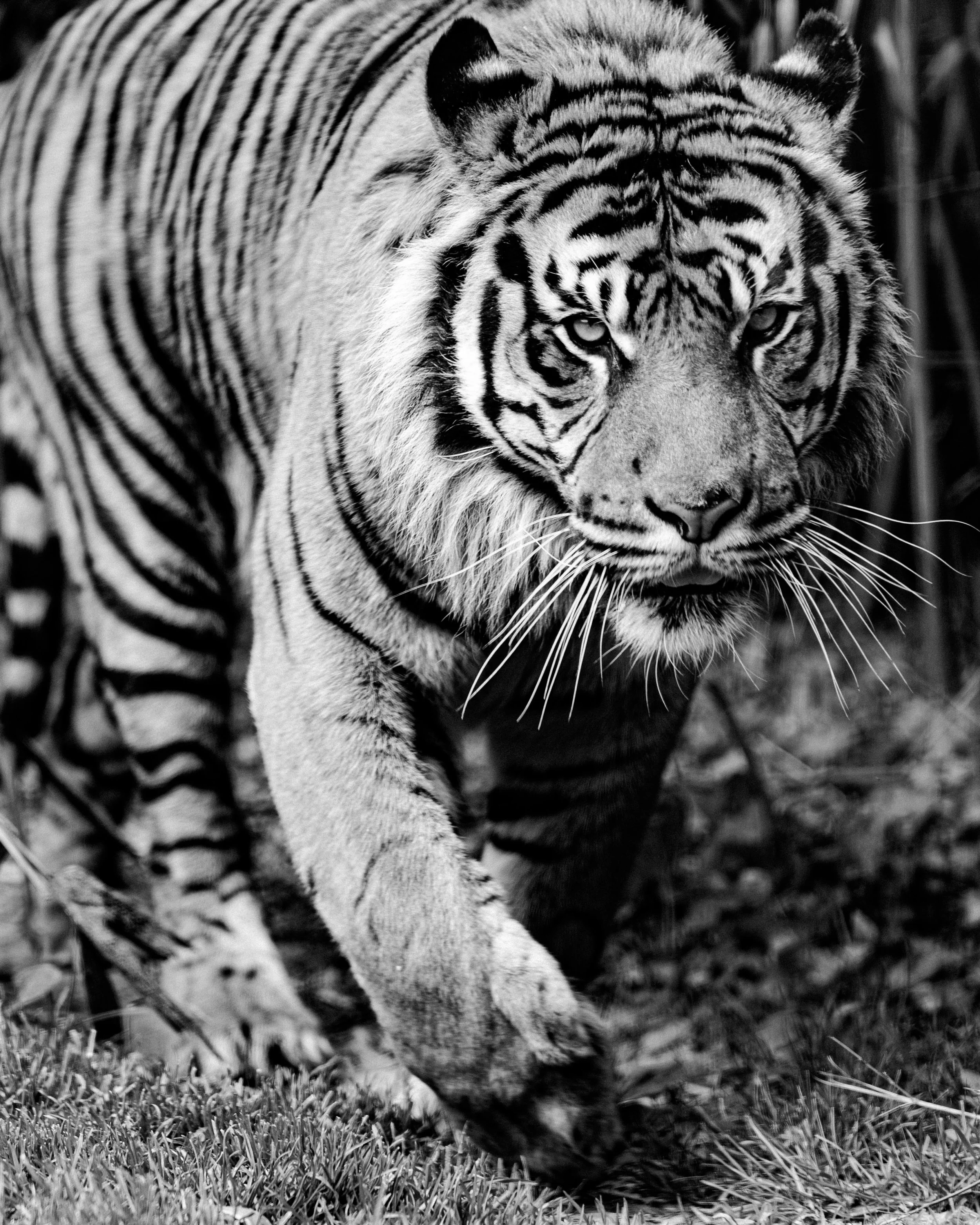 Tigre blanc marchant dans la forêt