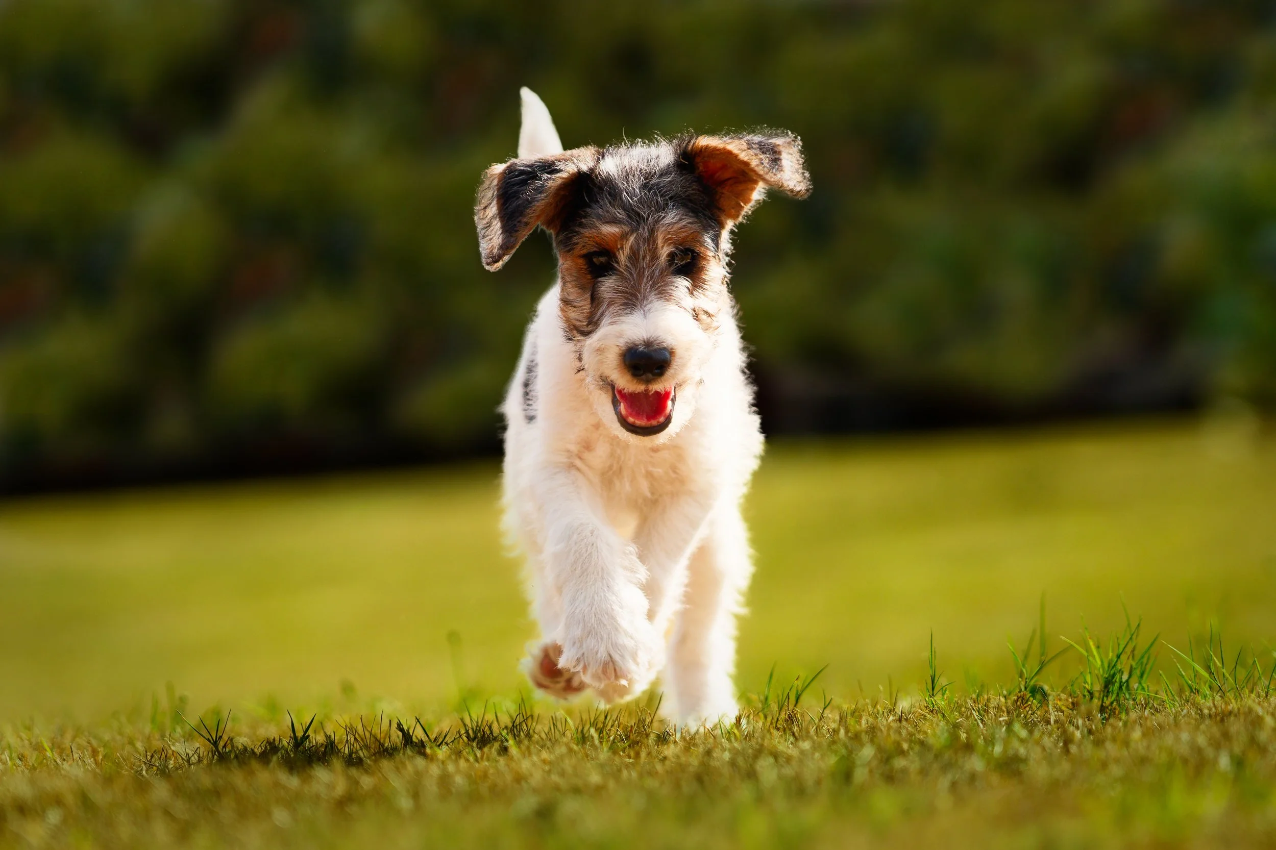Un chiot courait joyeusement dans un champ vert, avec un arrière-plan flou de nature.