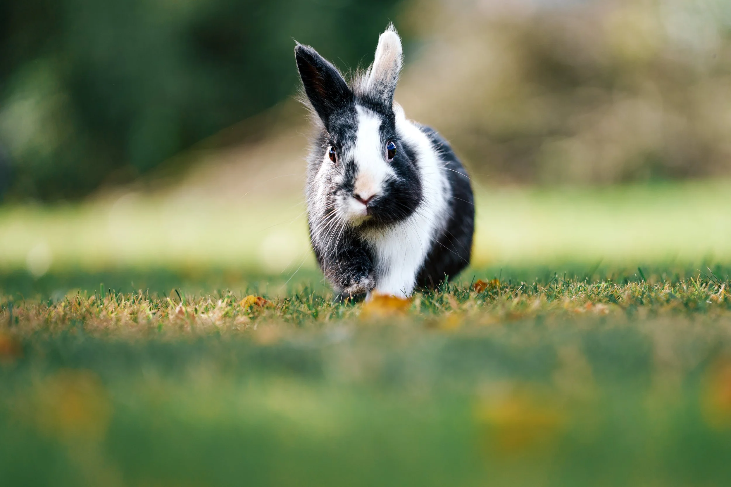 Un lapin noir et blanc courant dans l'herbe en plein air.
