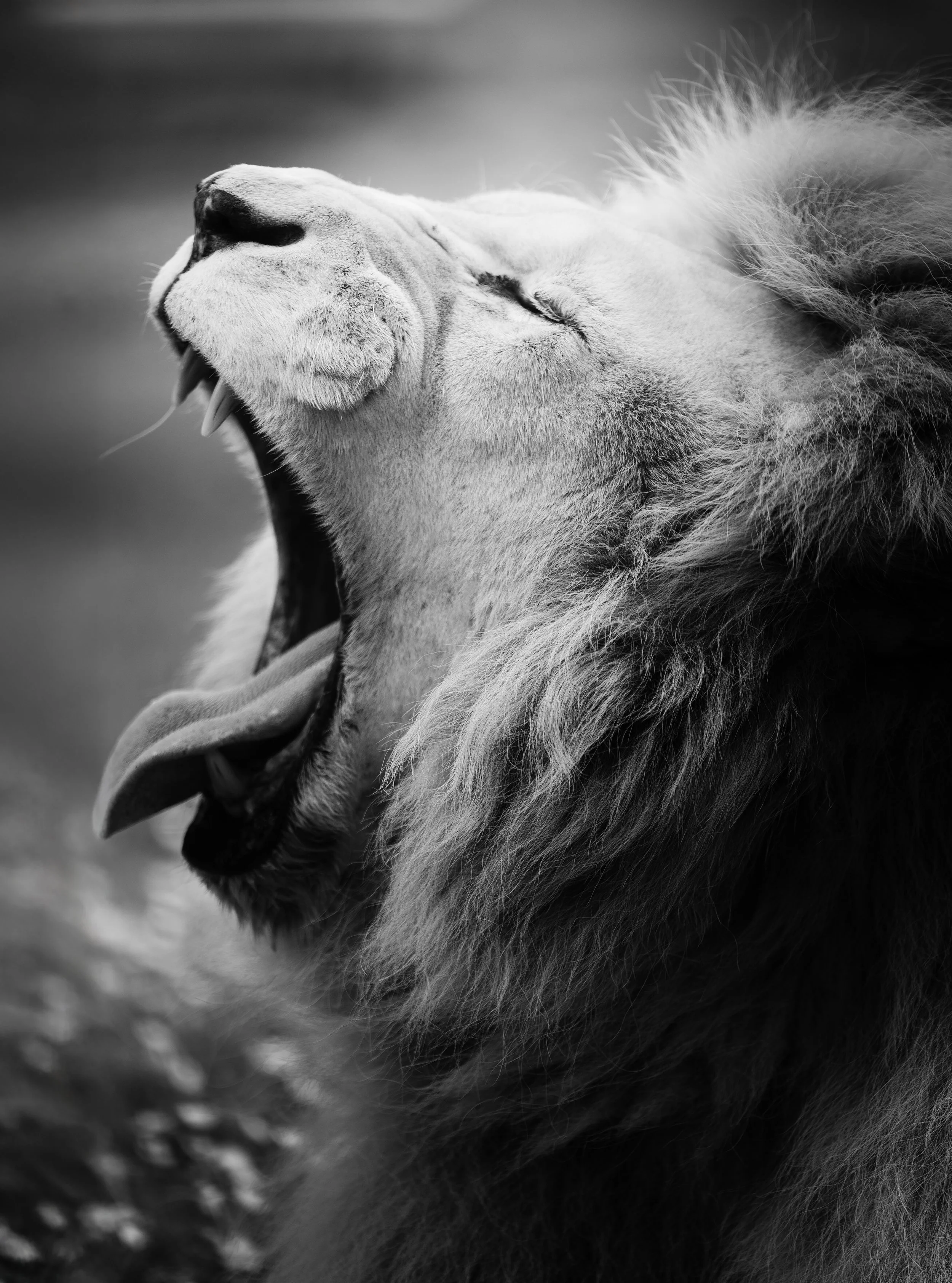 Un lion mâle rugissant avec sa crinière épaisse, en noir et blanc.