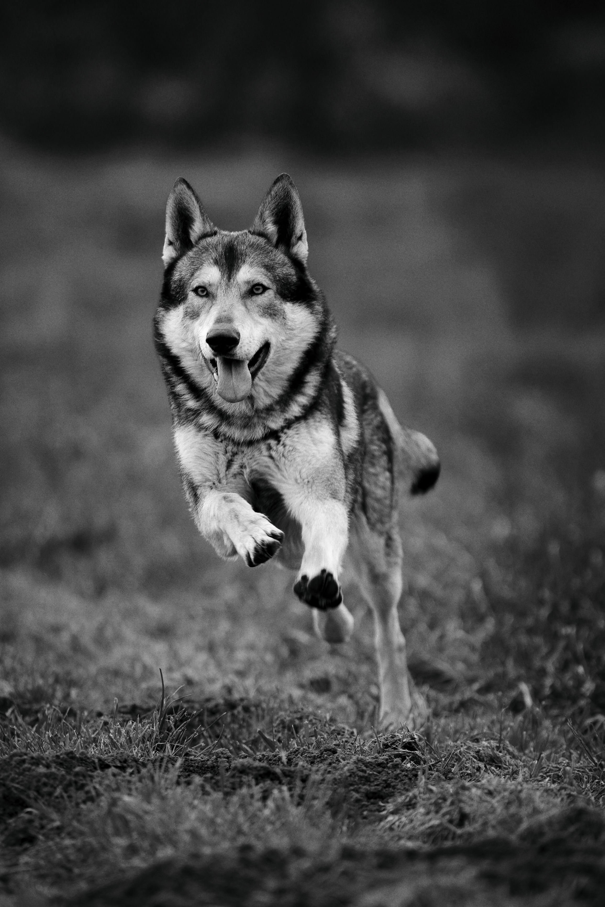 Un chien de race husky s.node en courant dans un champ, avec un arrière-plan flou en noir et blanc.