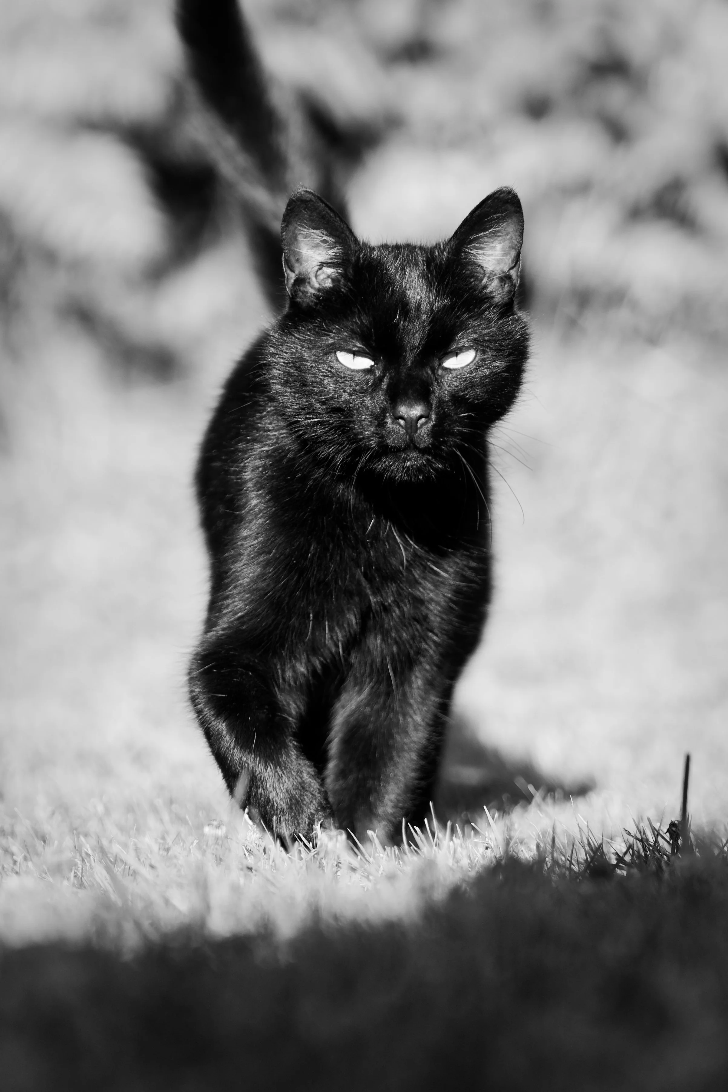 Un chat noir marche dans l'herbe dans un environnement extérieur, en noir et blanc.