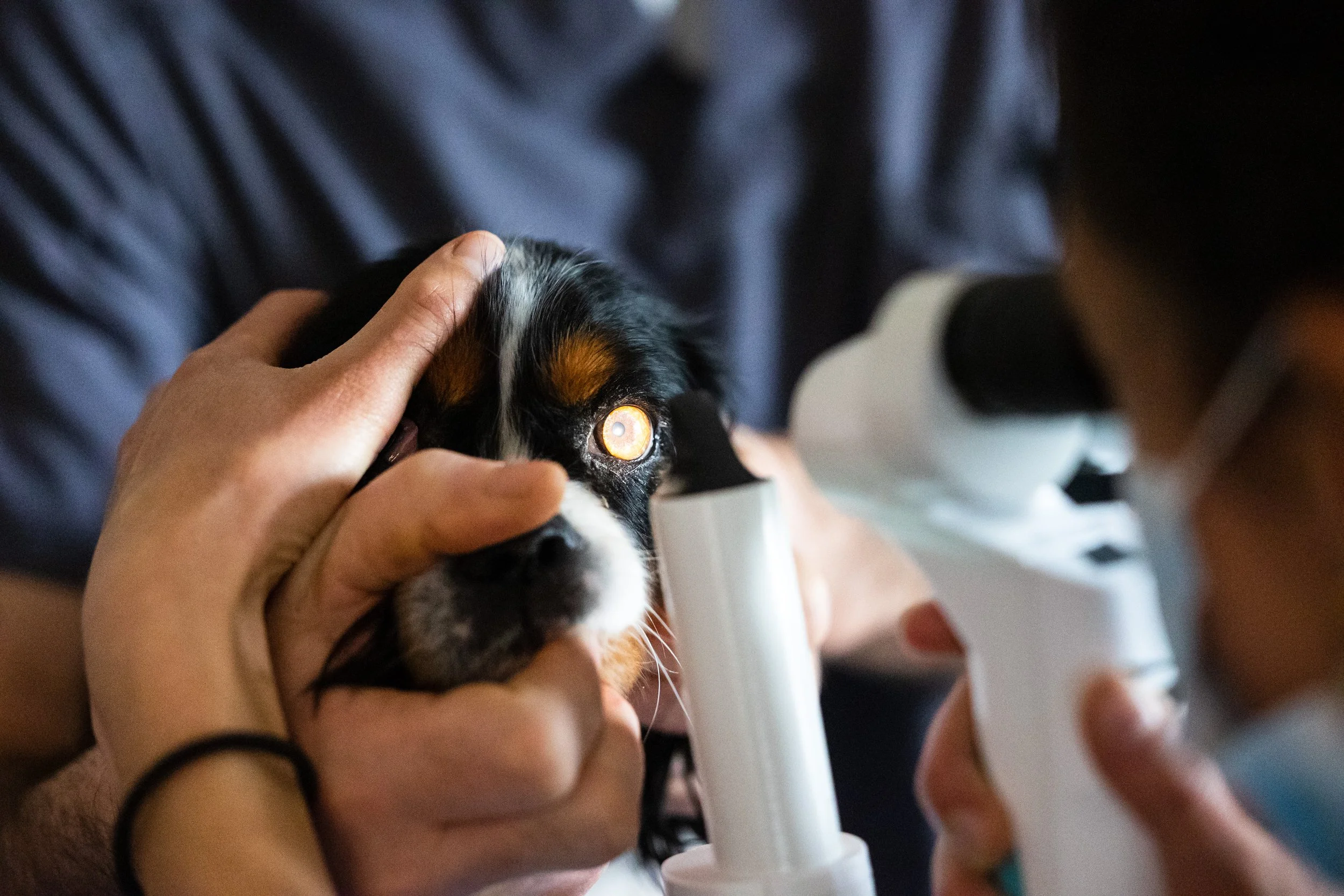 Un chiot à yeux ronds reçoit une caresse sur la tête d'une main. La personne tient un objet blanc, peut-être une seringue ou un dispositif médical. La scène semble se dérouler dans un environnement intérieur.