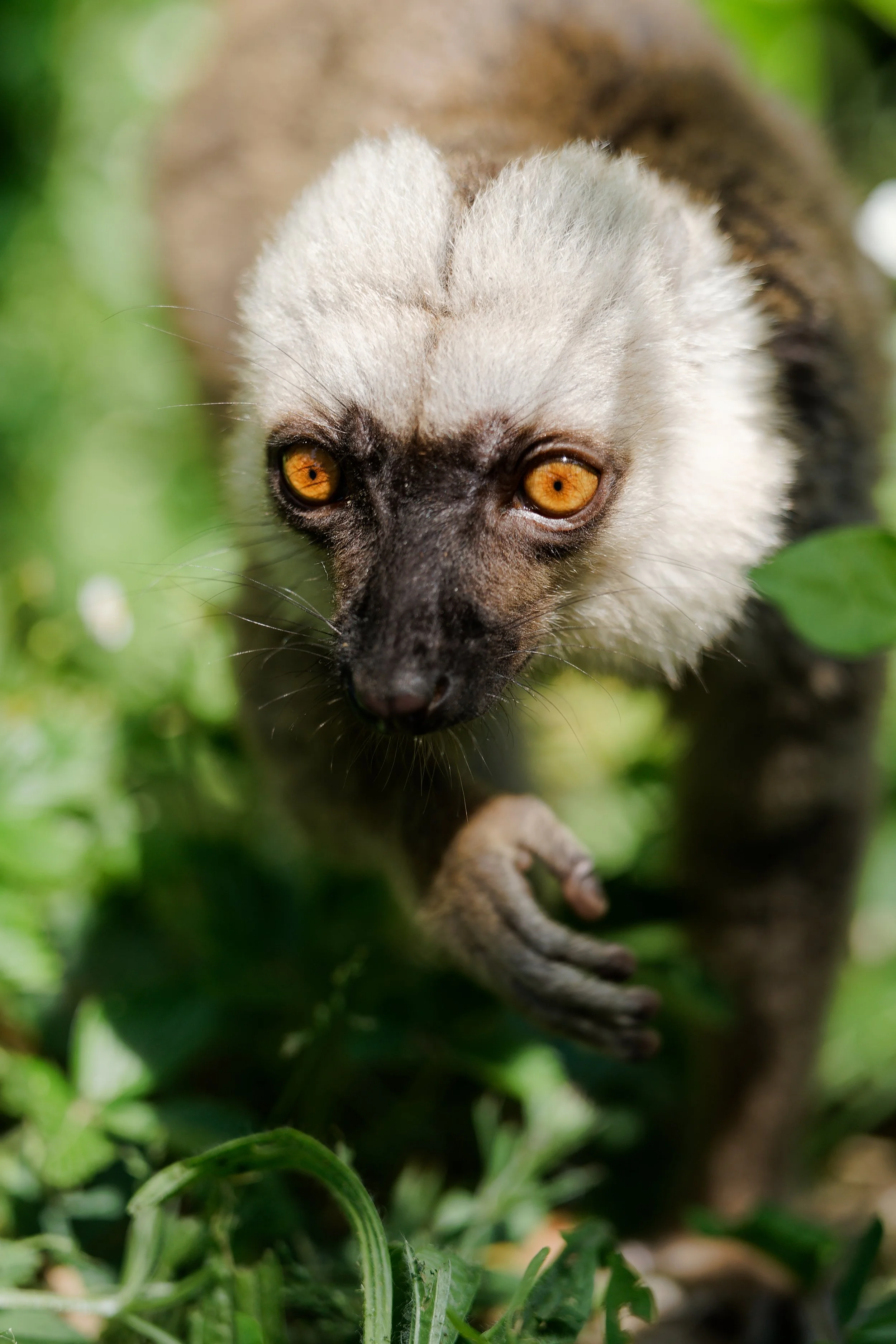Un tamarin lion ou lion doré en train de se déplacer dans la végétation verte dense.