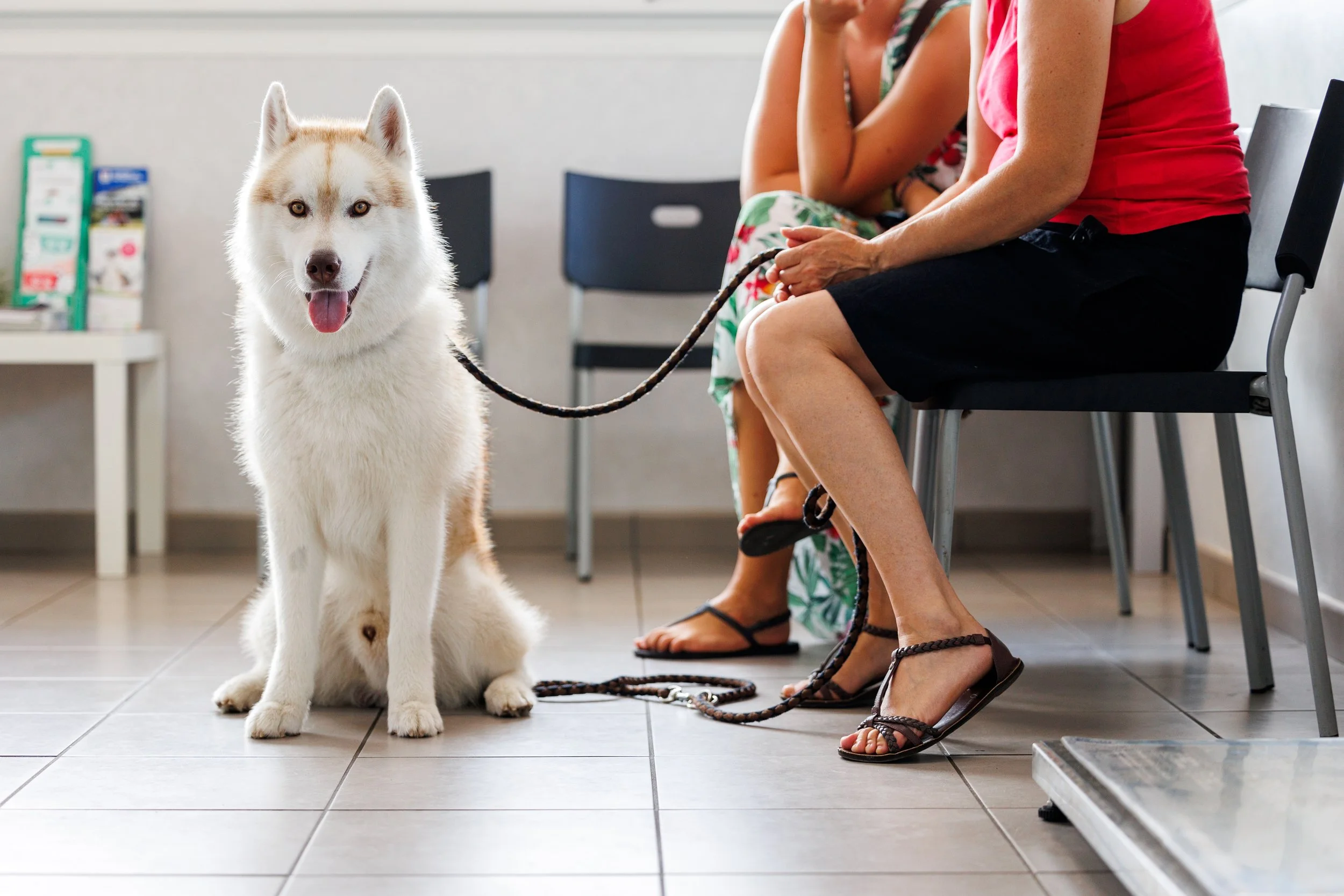 Un husky blanc assis sur un sol carrelé à côté de deux femmes assises sur des chaises dans une salle d'attente, l'une vêtue d'une robe à fleurs et l'autre en t-shirt rose. La salle est lumineuse et bien rangée.